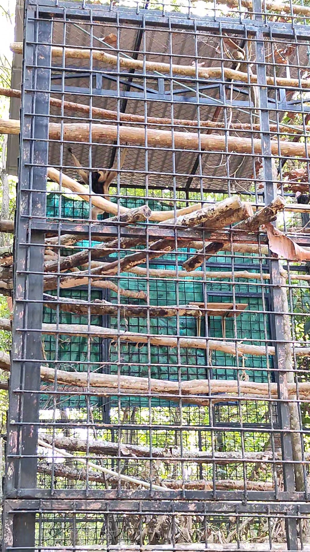 accb gibbons