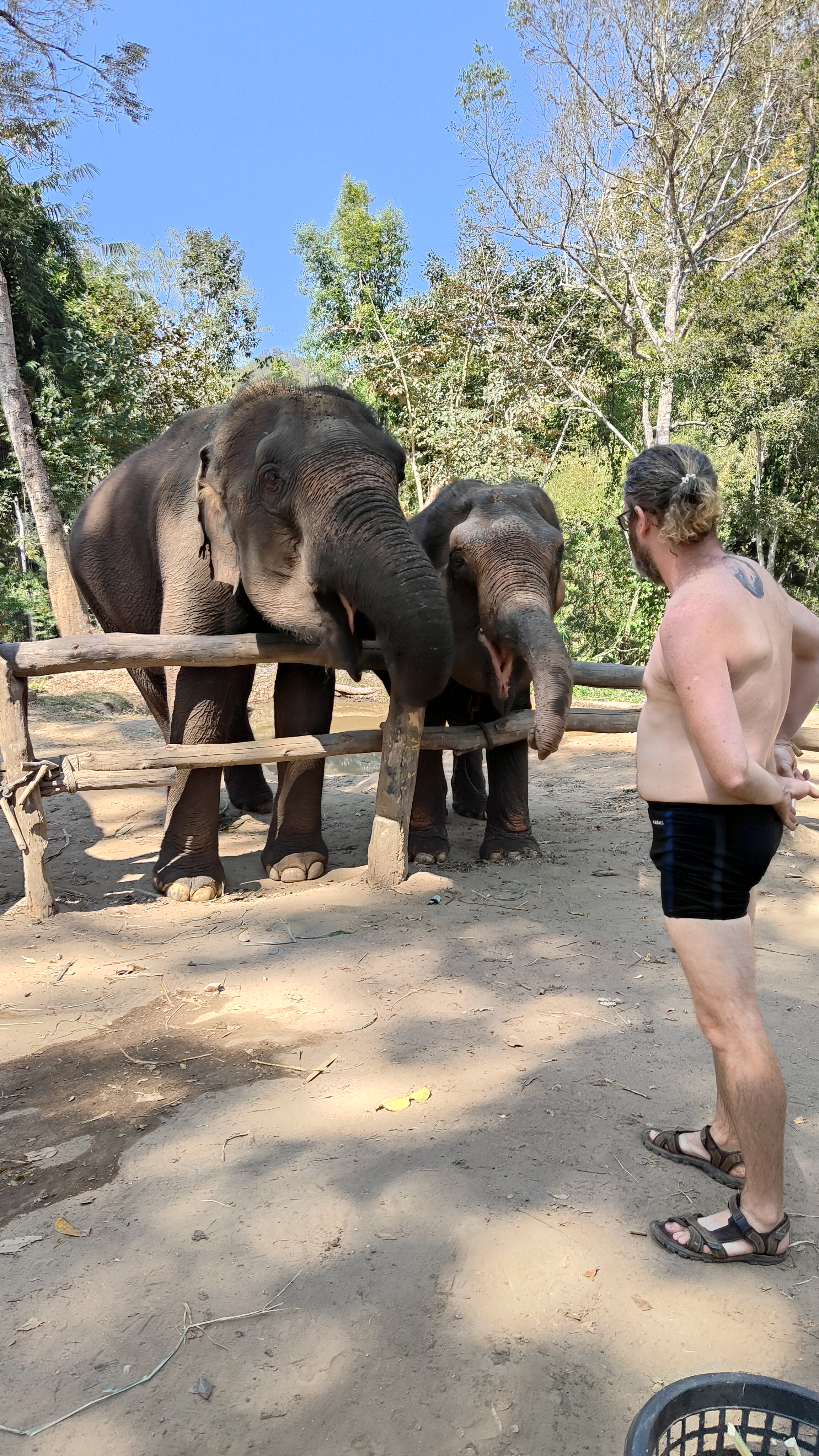 éléphants
