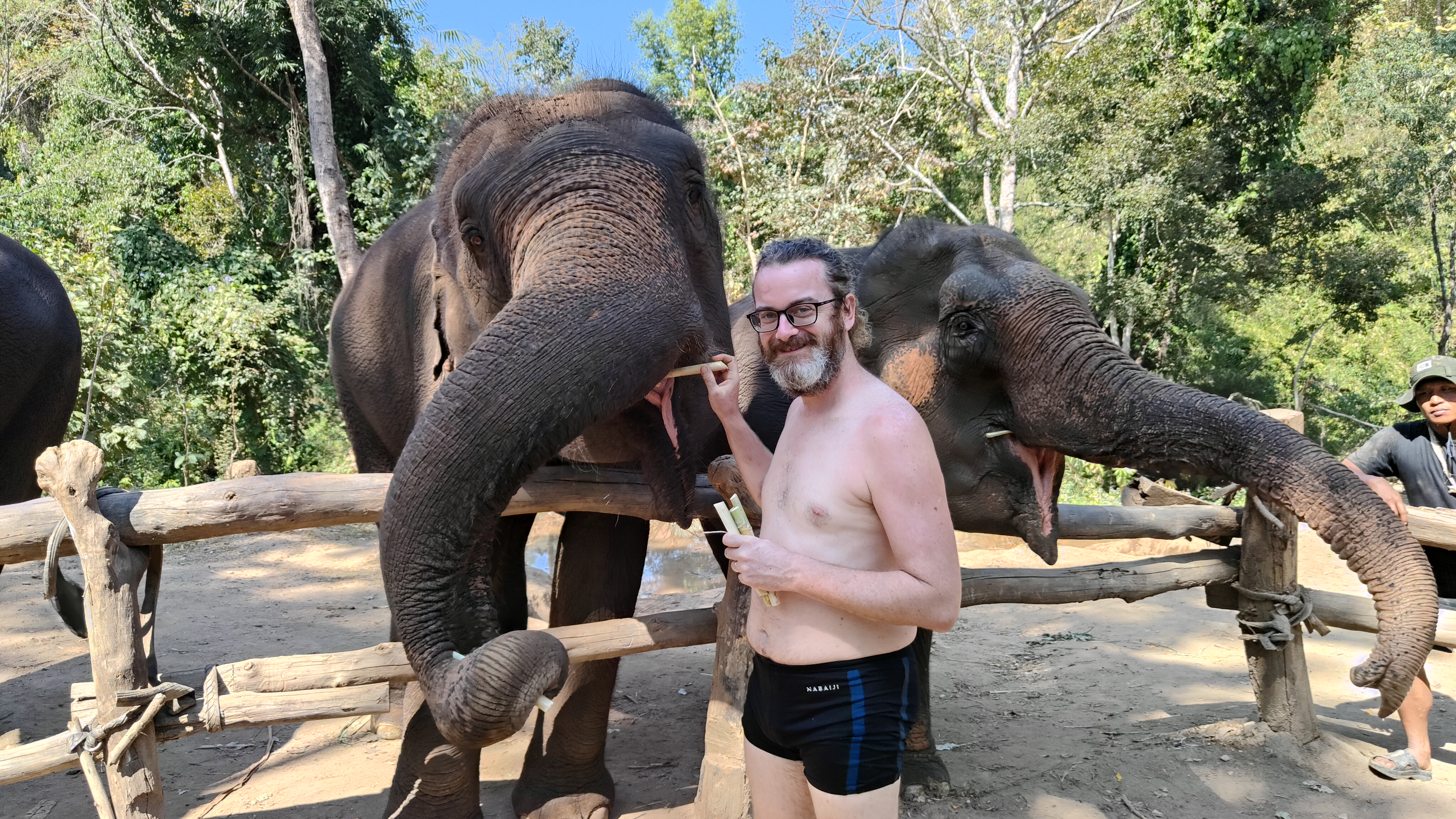 éléphants