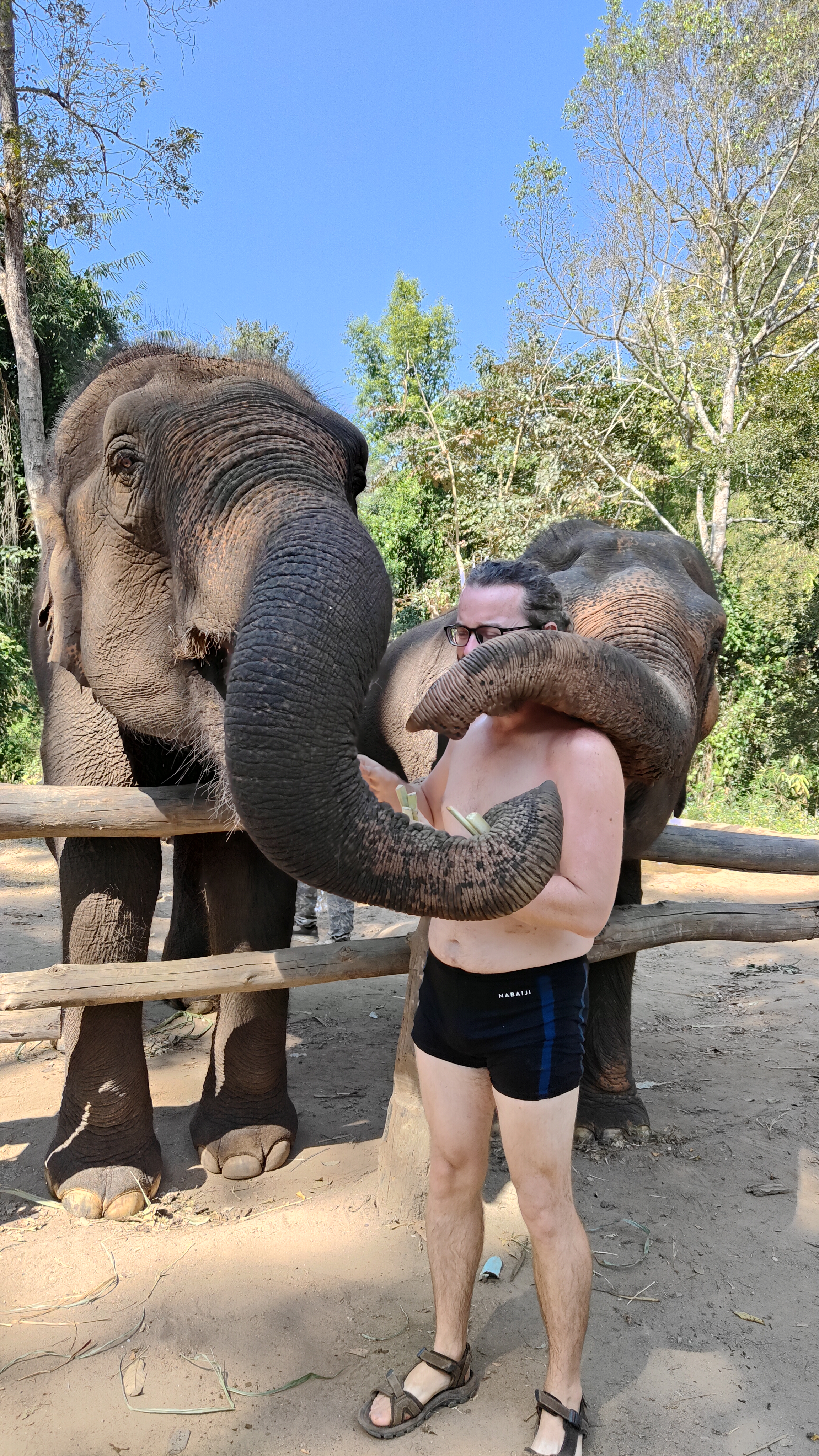 éléphants