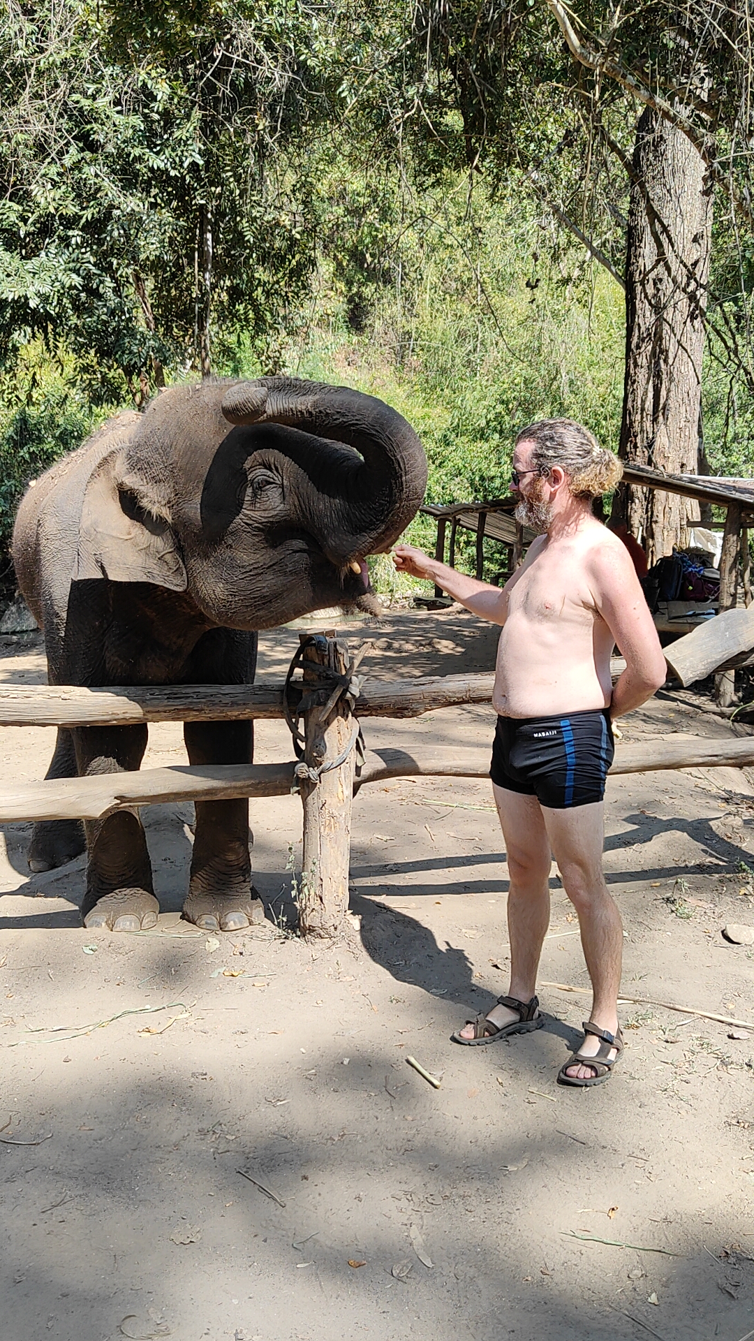 éléphants