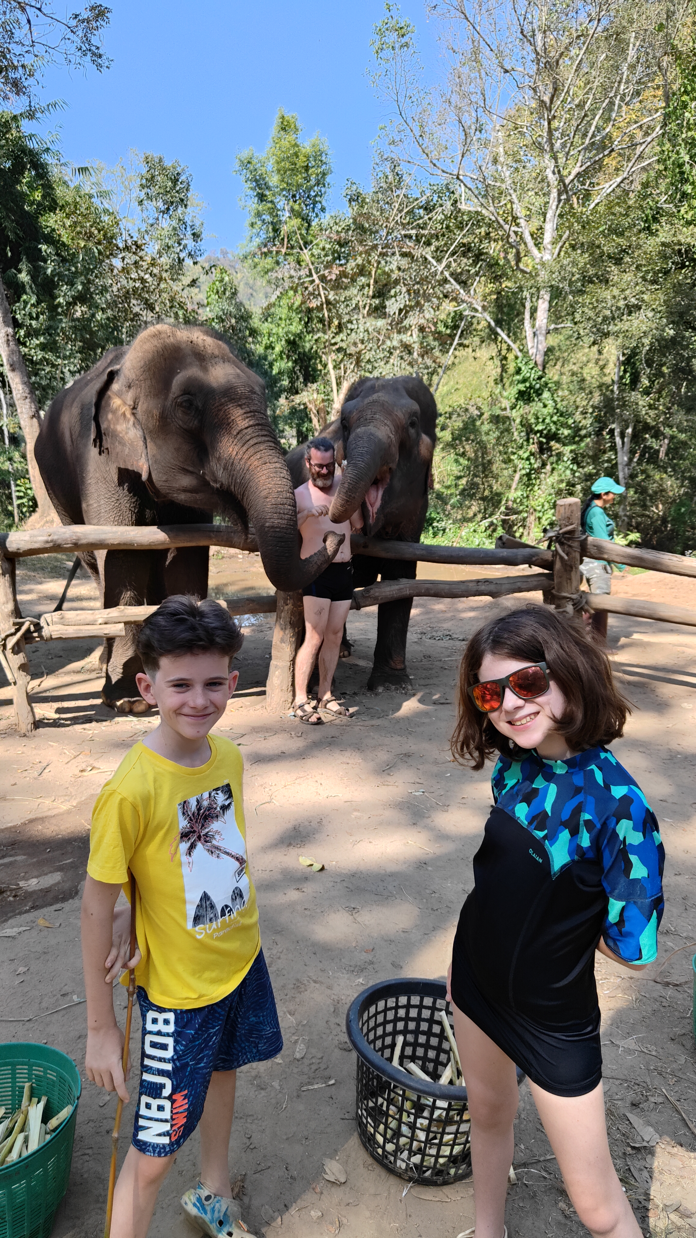 éléphants