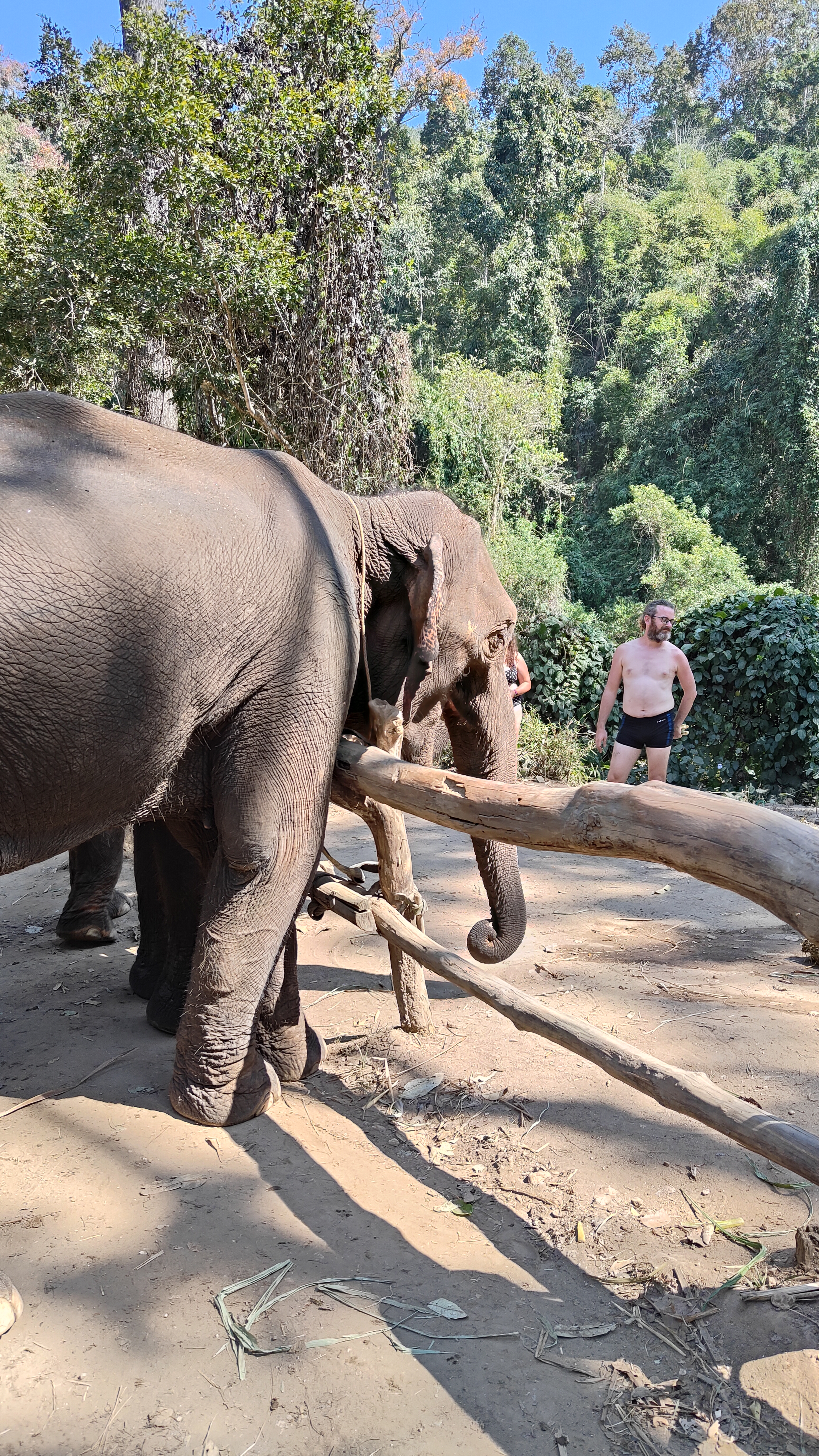 éléphants