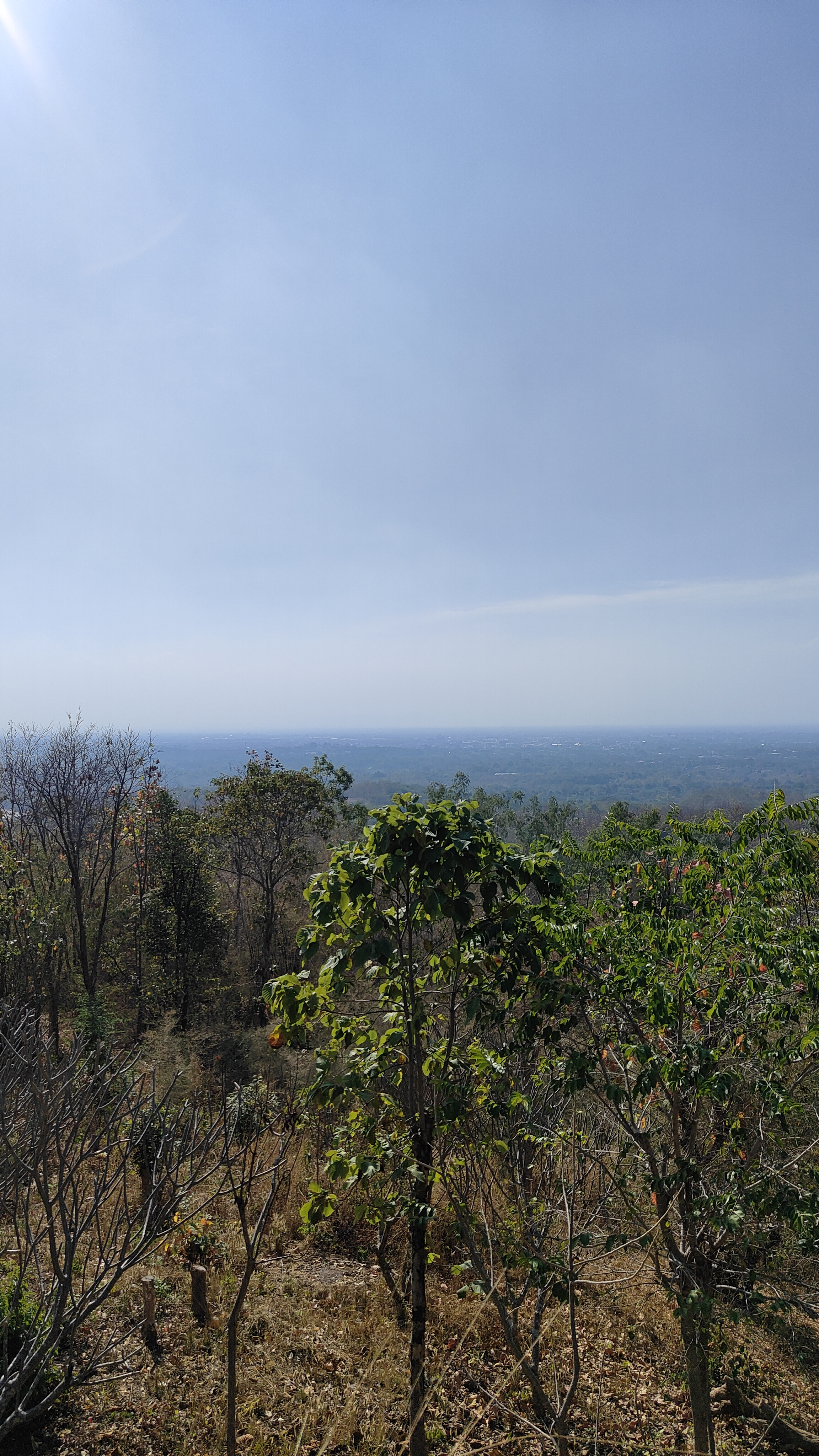 Forest park