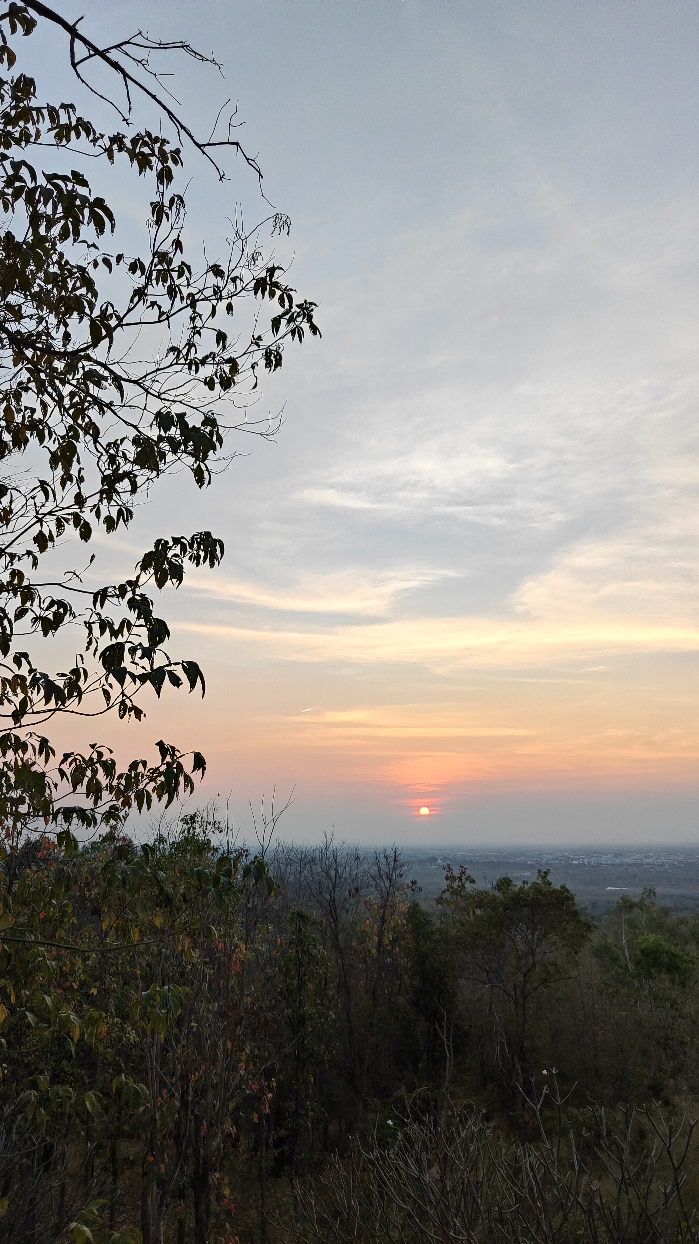 Forest park
