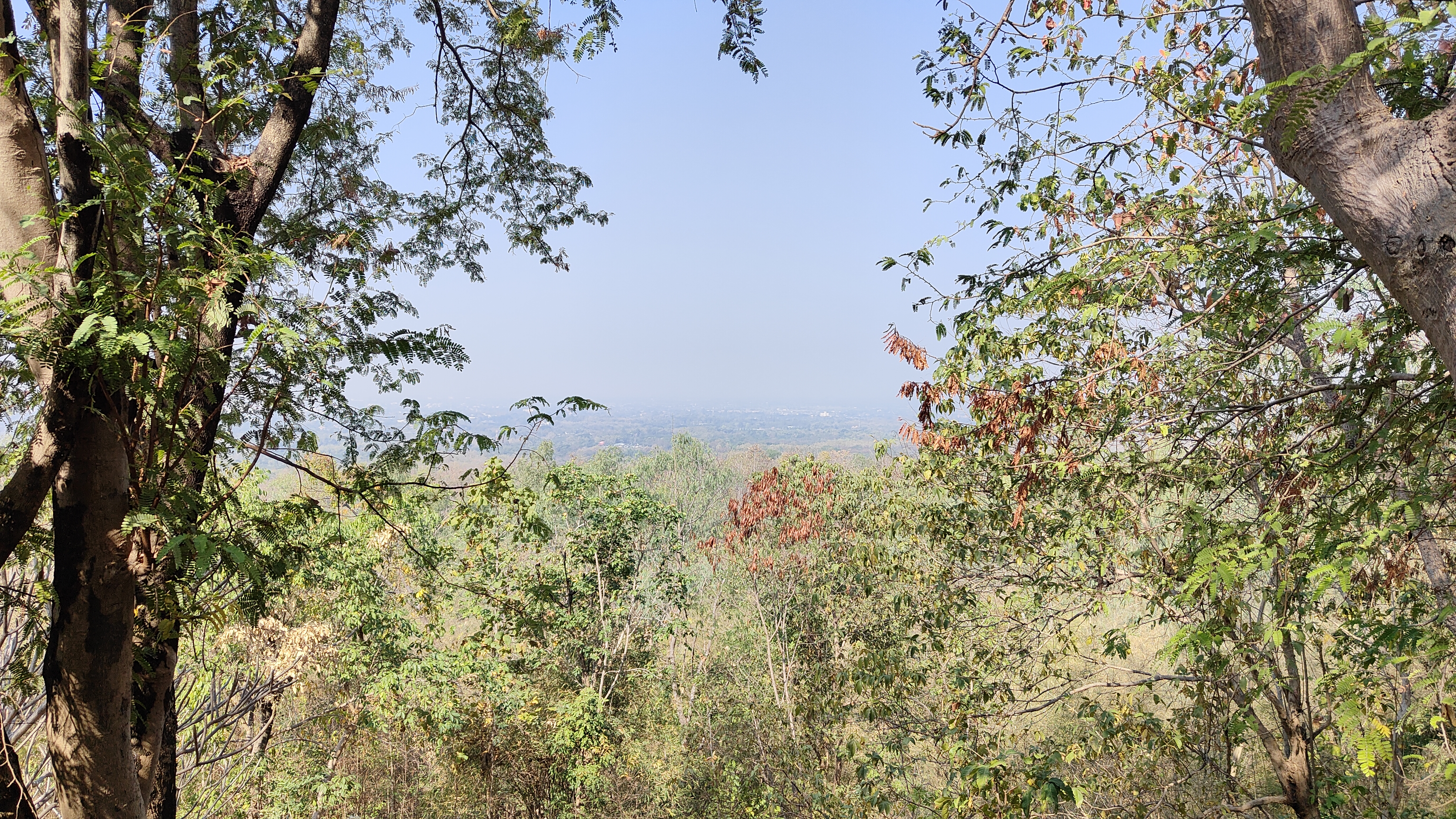 Forest park