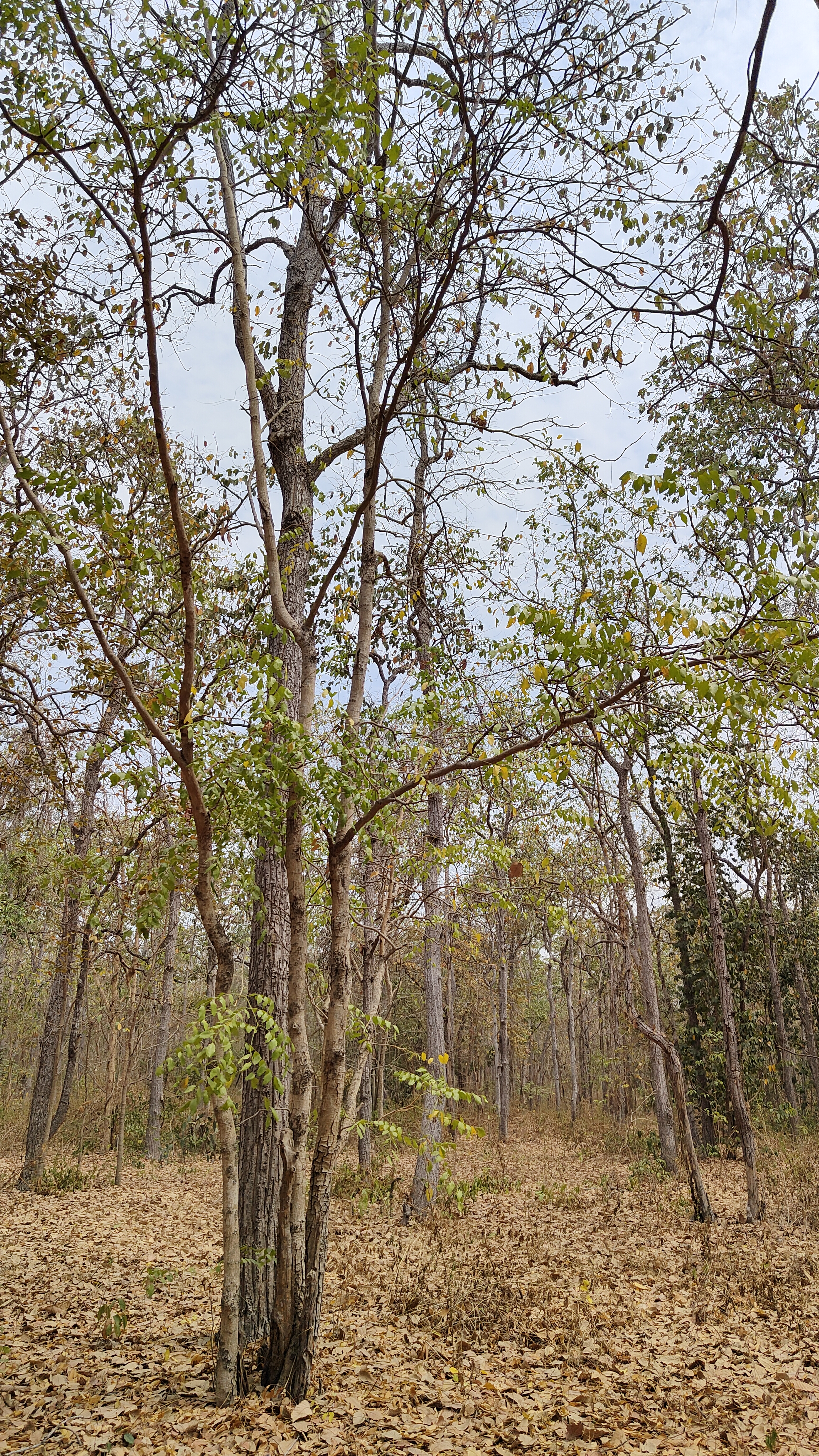 arbres