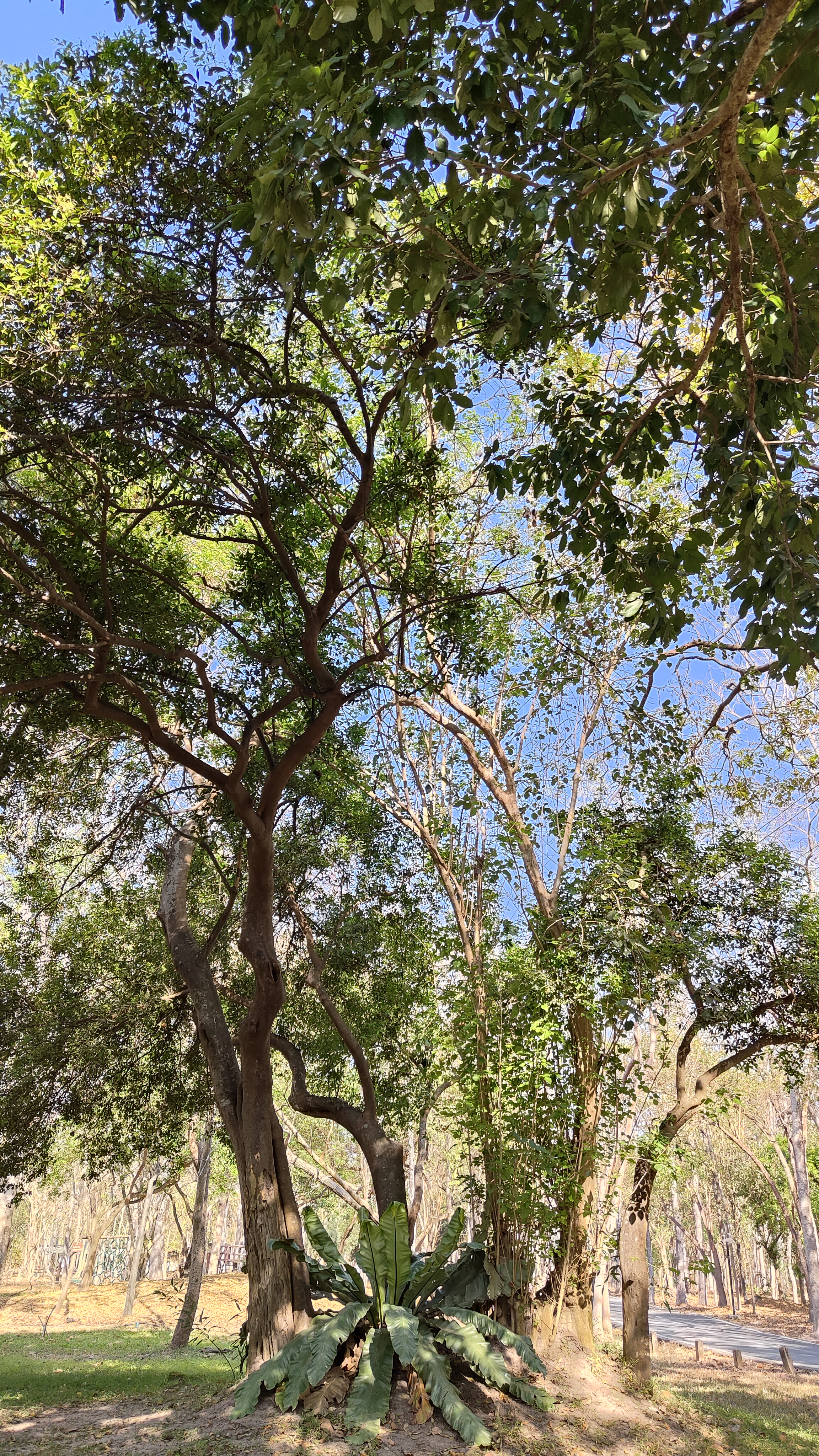 arbre