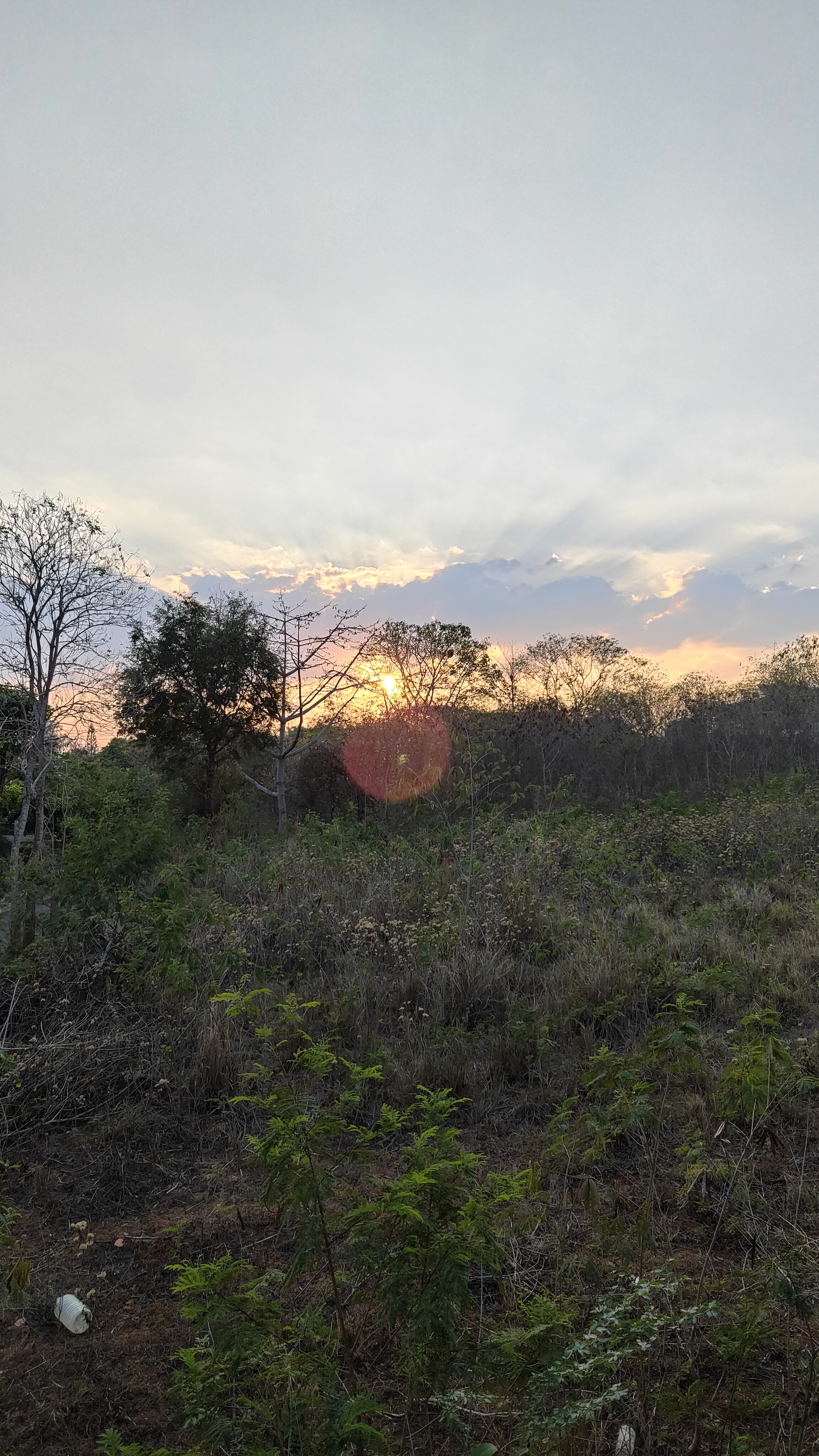 nature