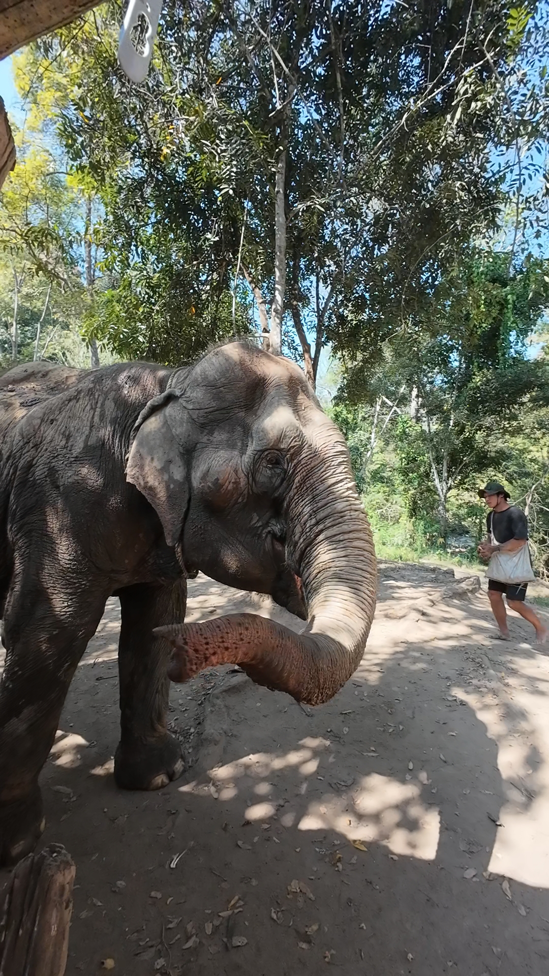 éléphants