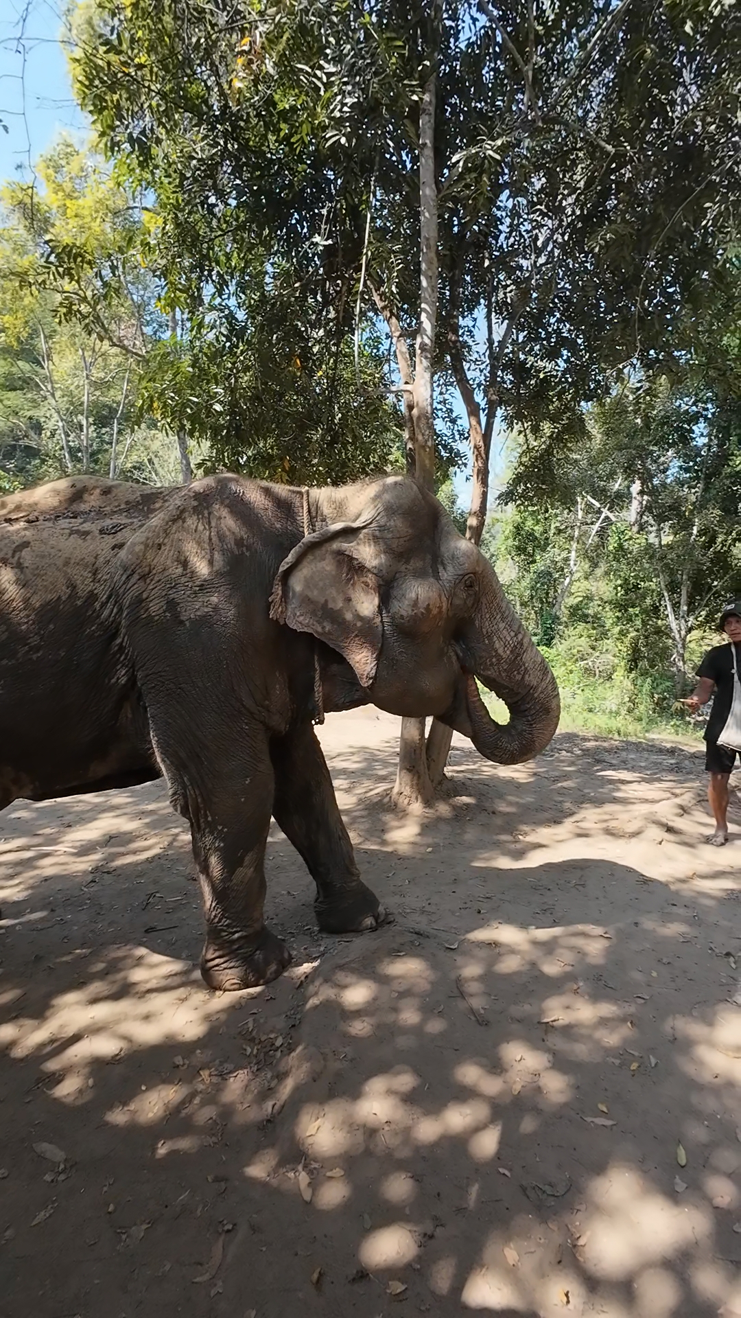 éléphants