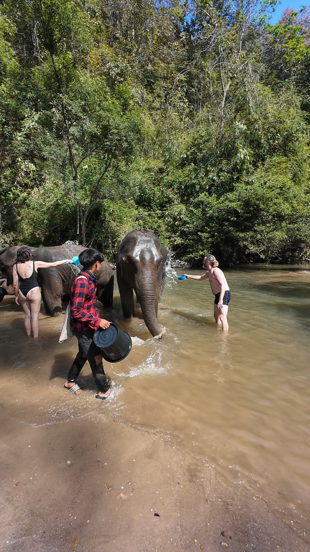 éléphants