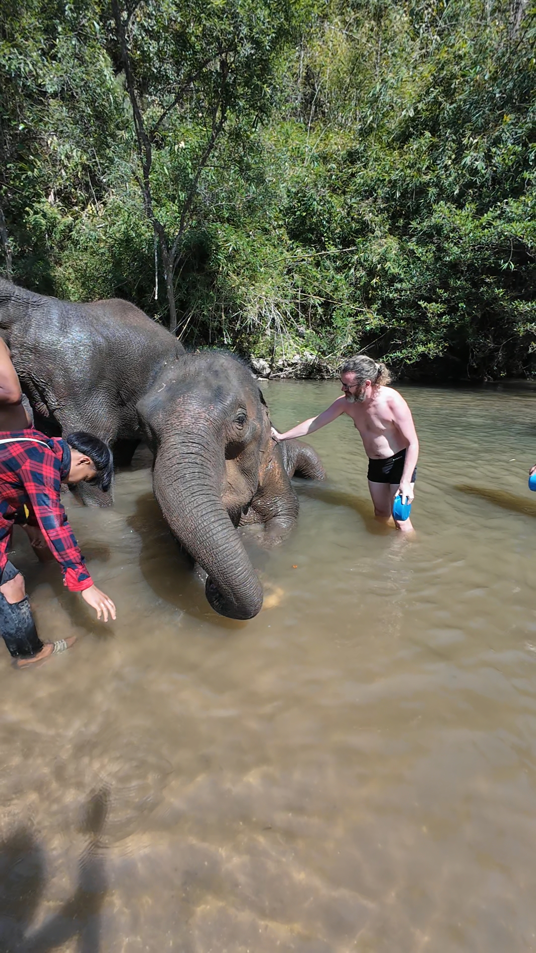 éléphants
