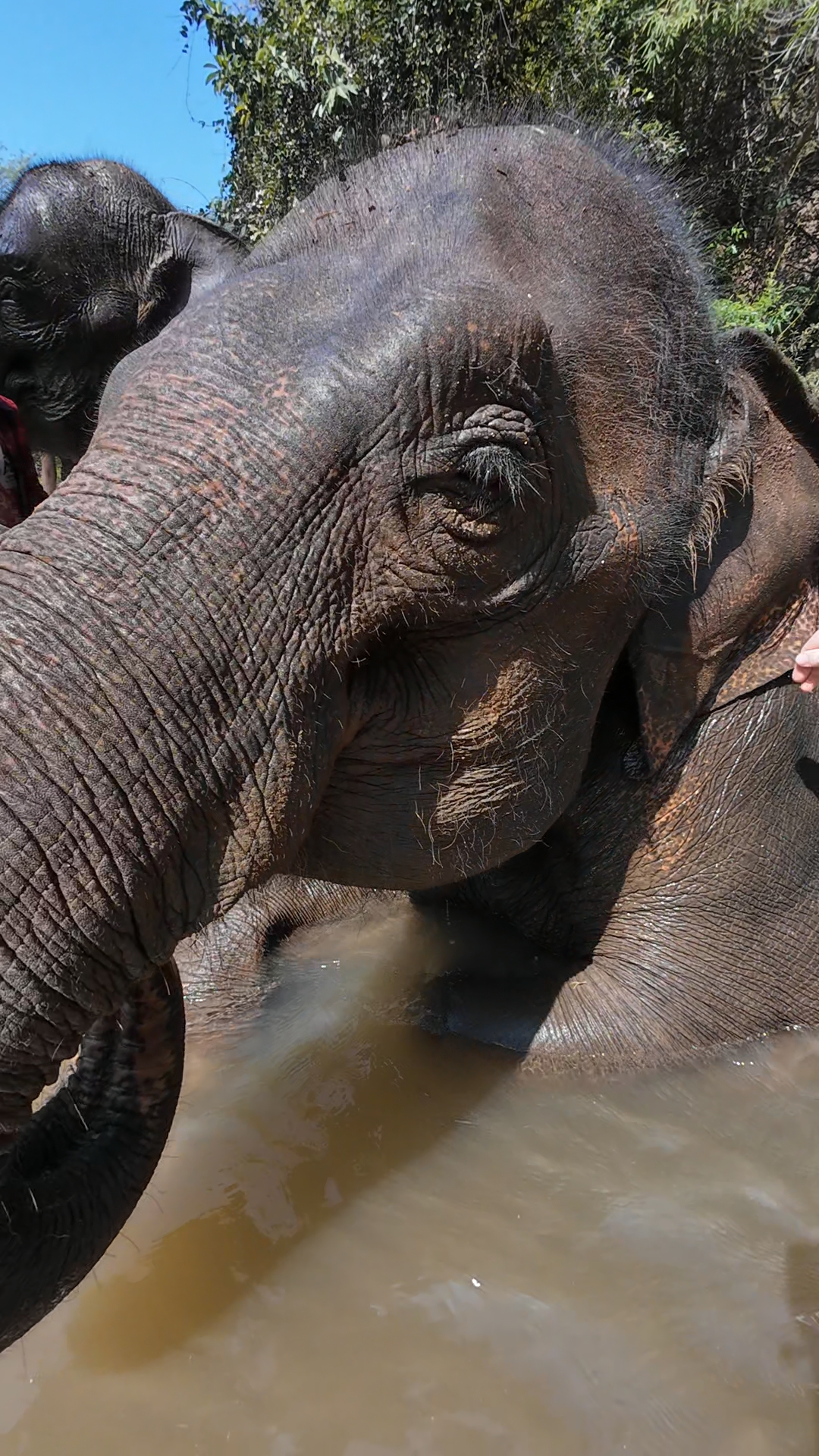 éléphants