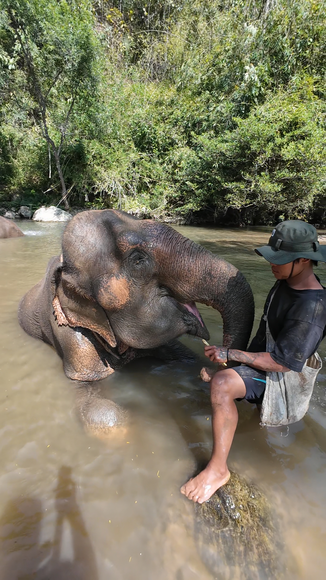 éléphants