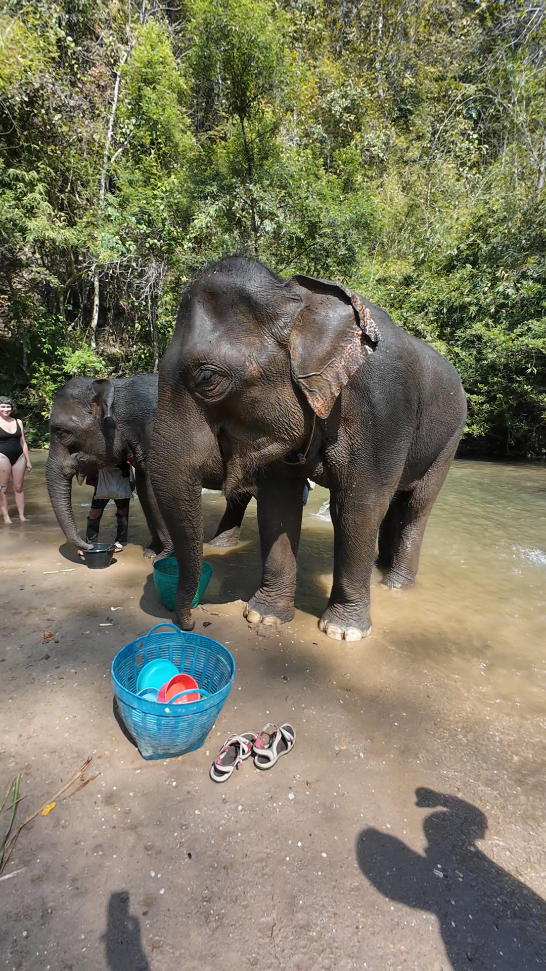 éléphants