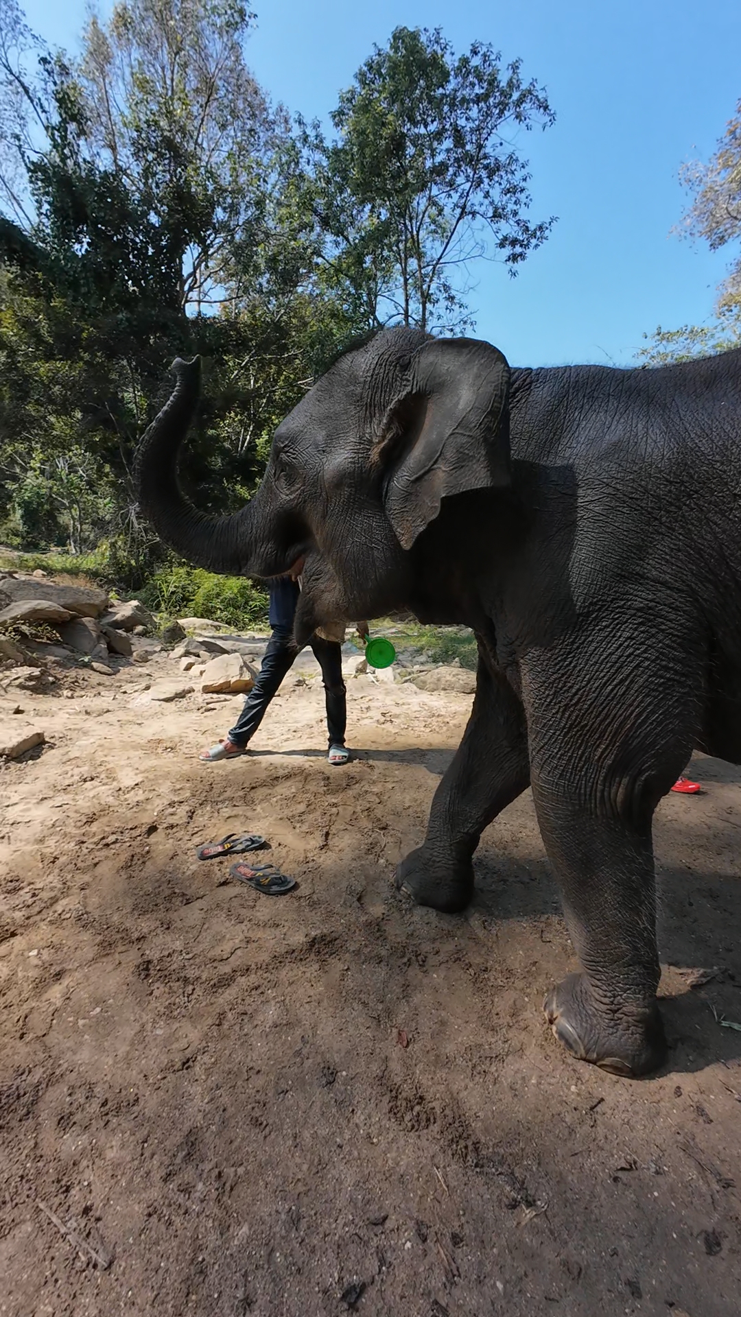 éléphants