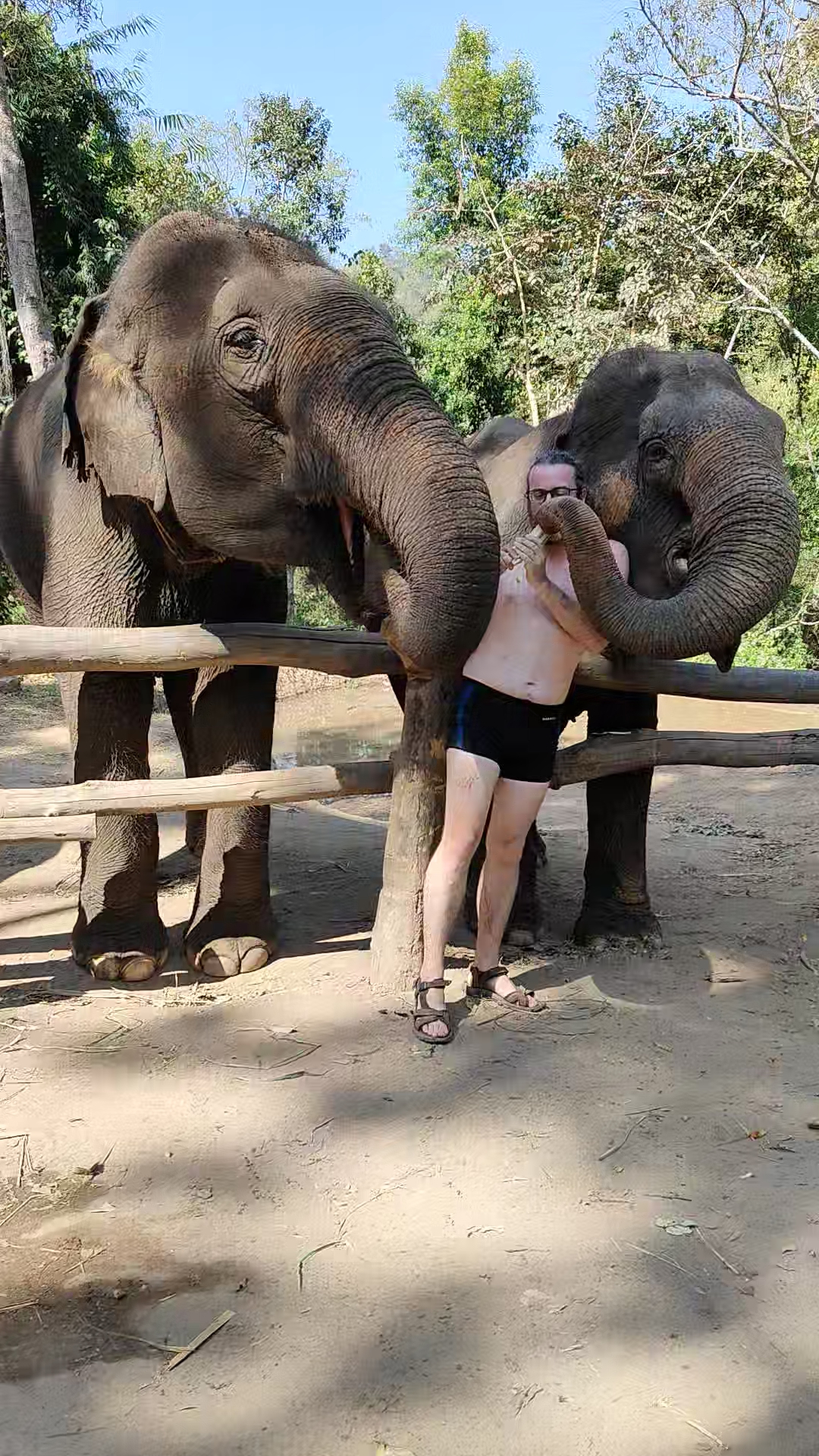 éléphants