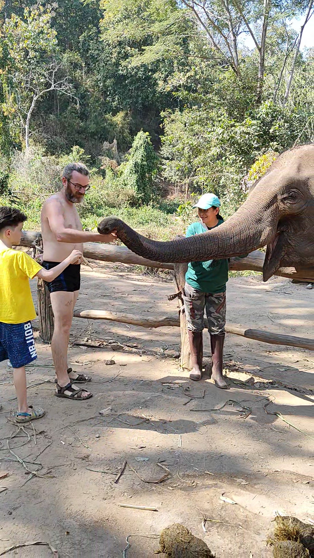 éléphants