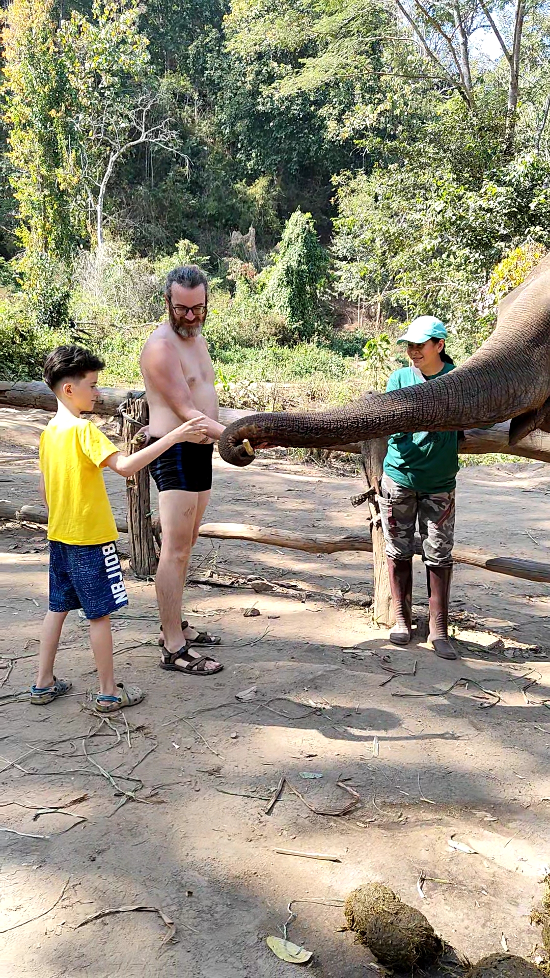 éléphants