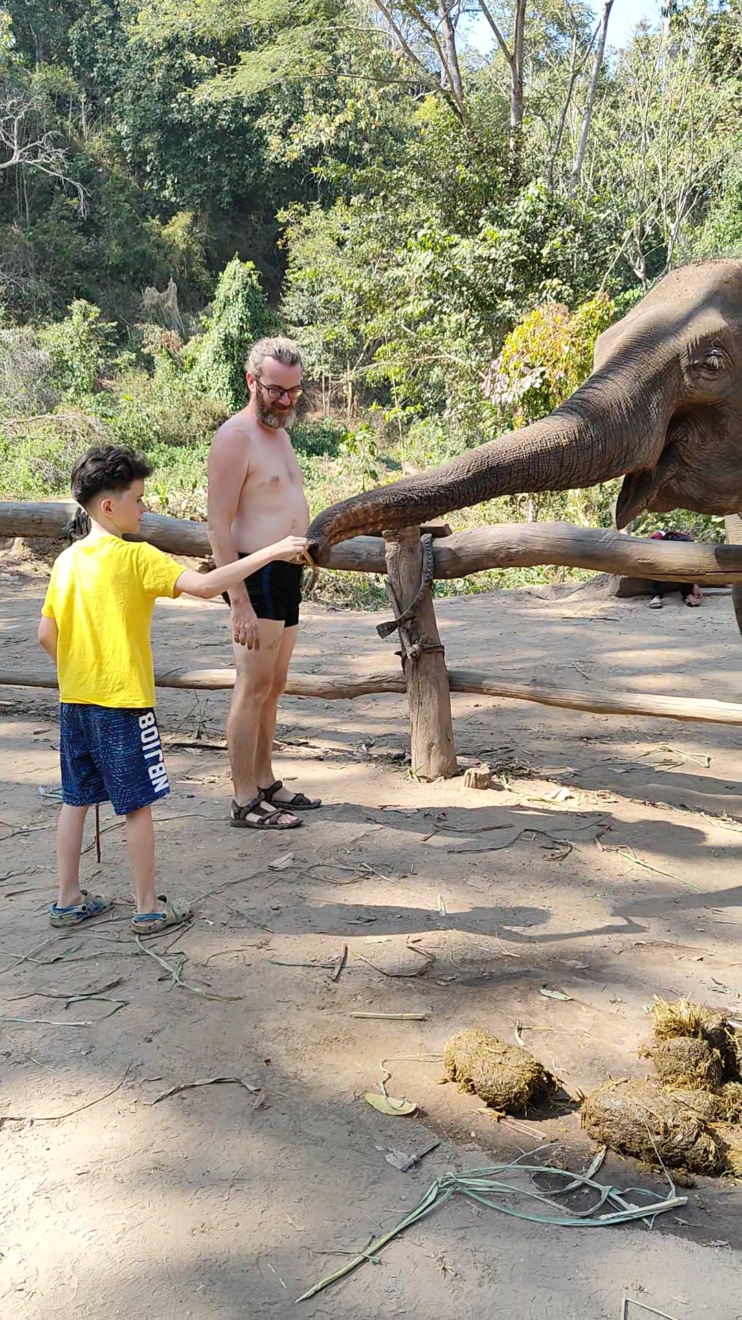 éléphants