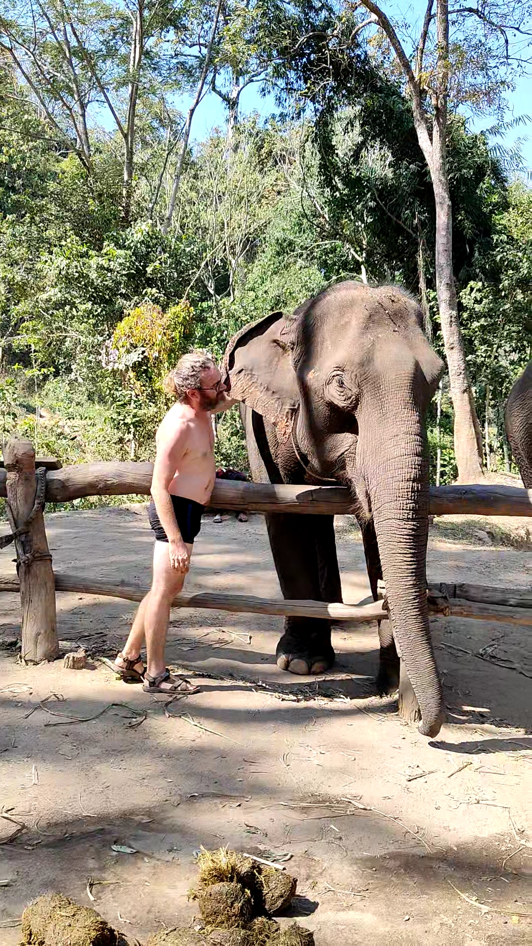 éléphants