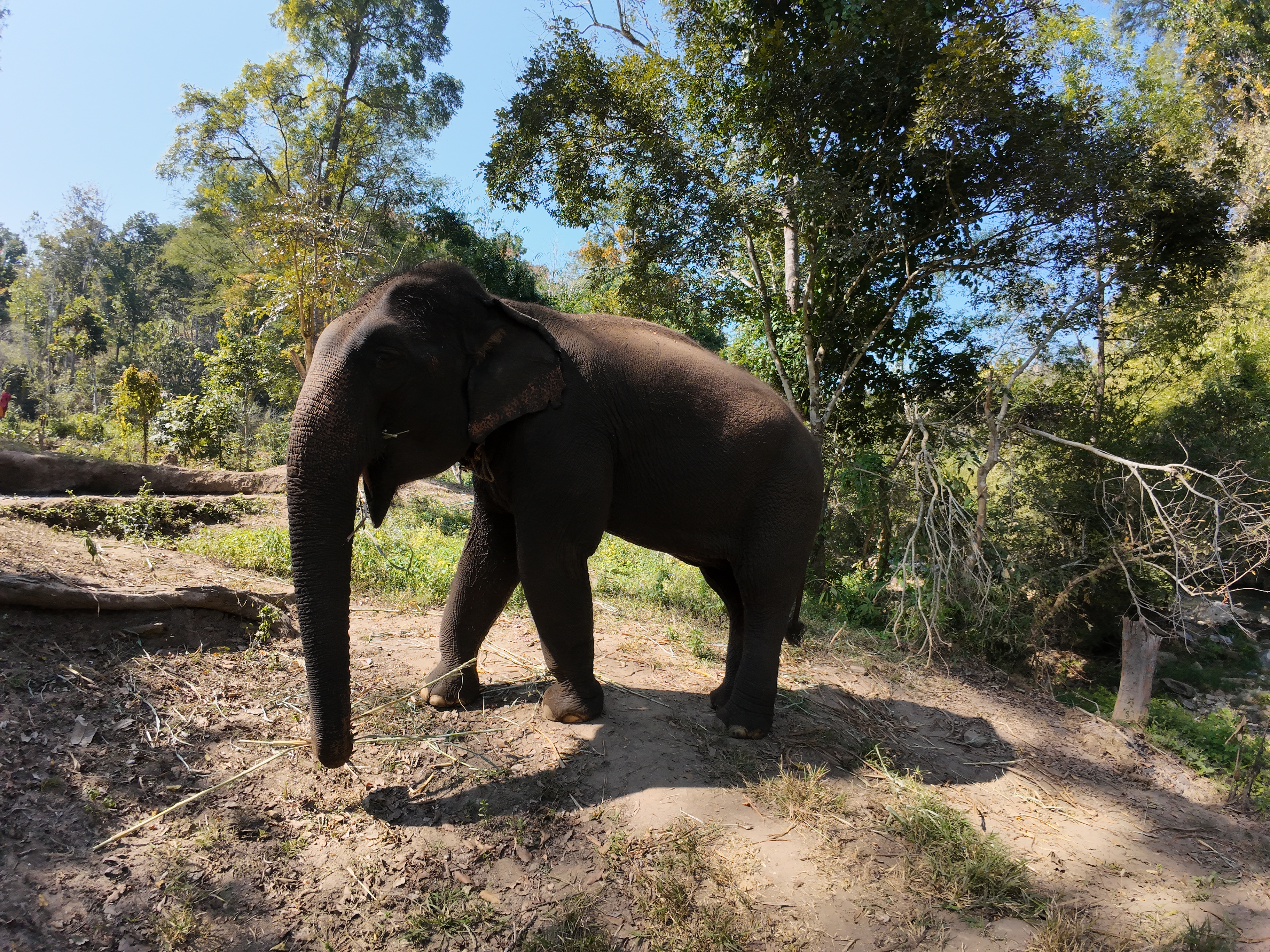 éléphants