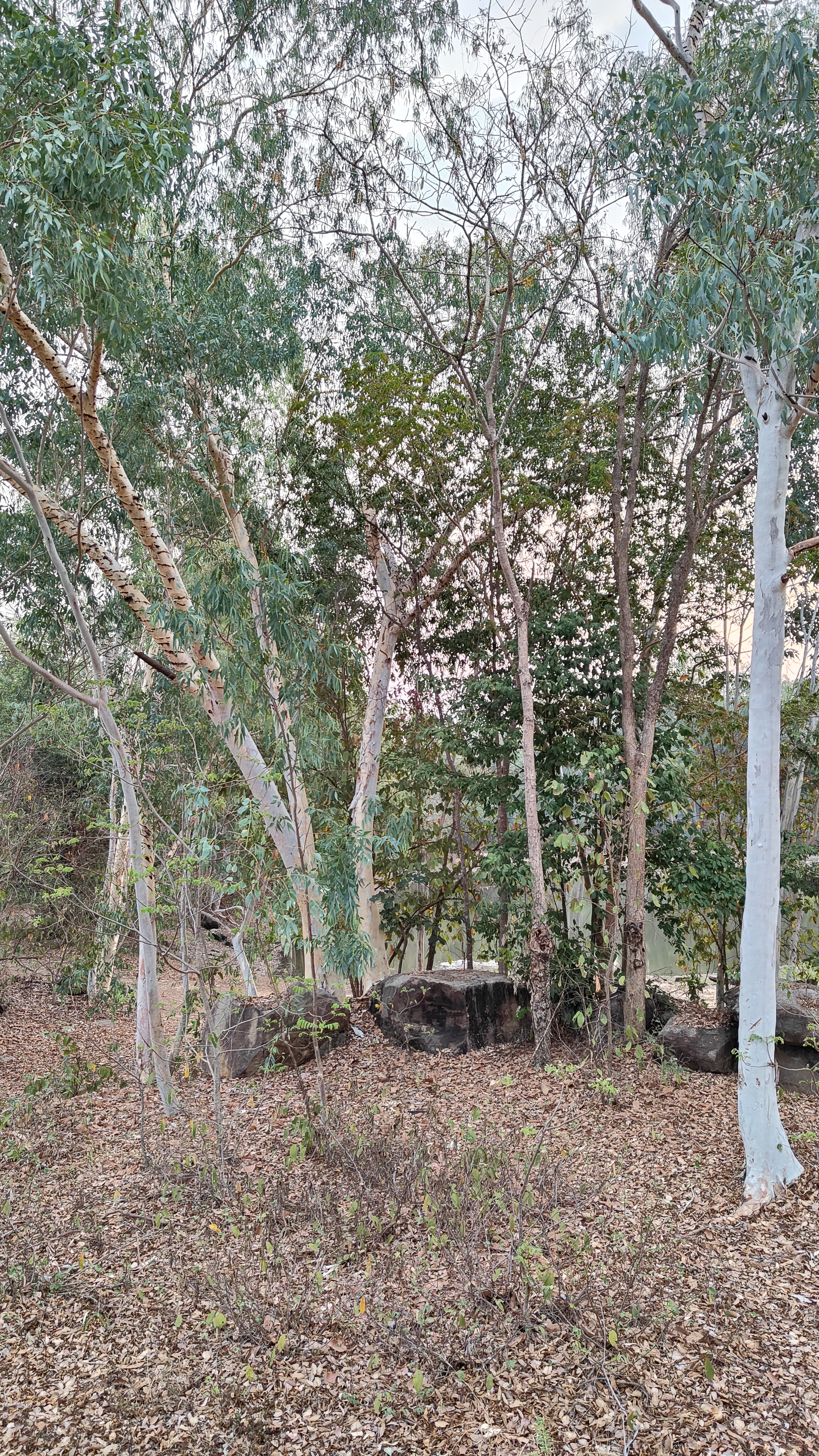 nature