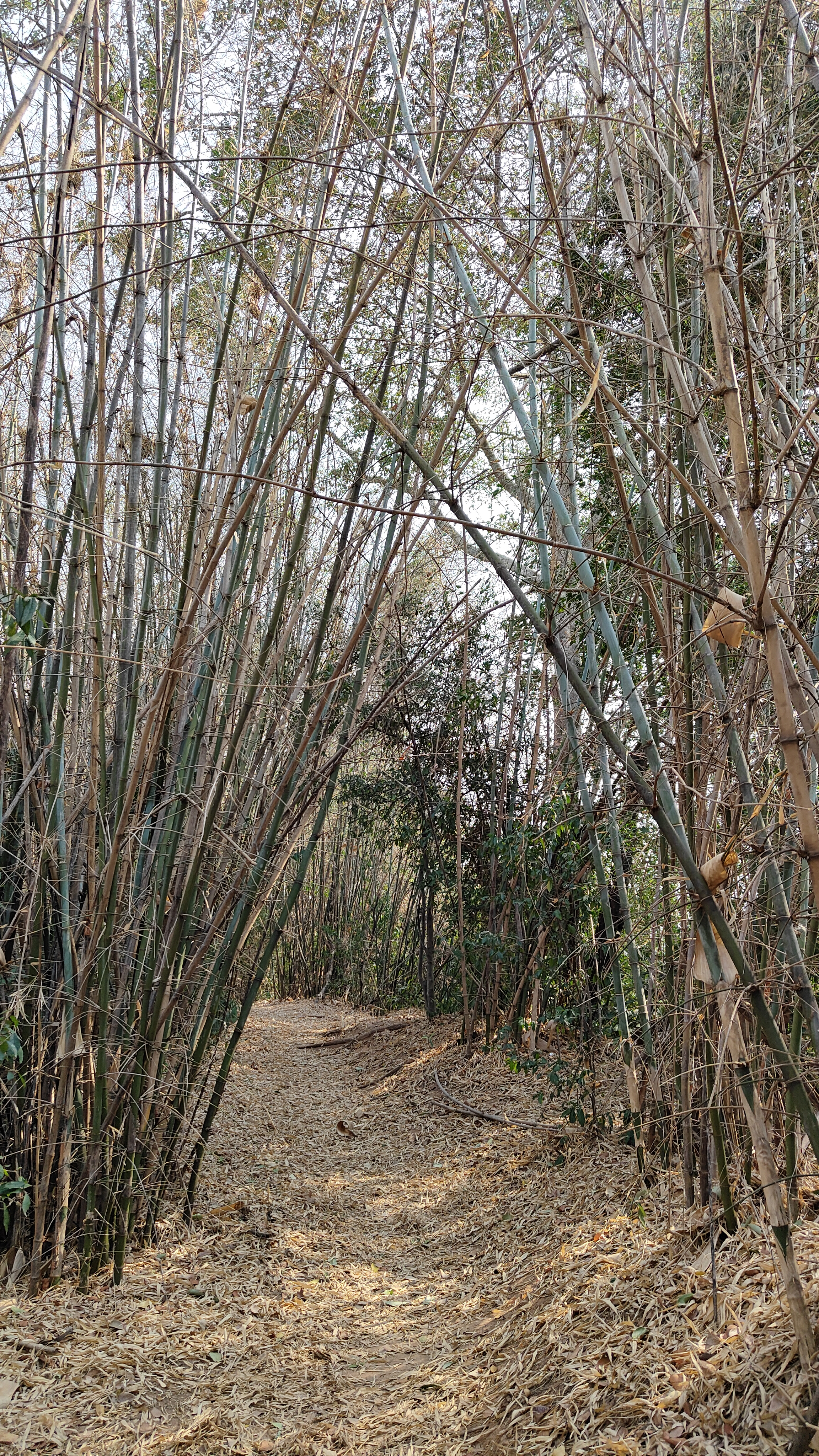 nature
