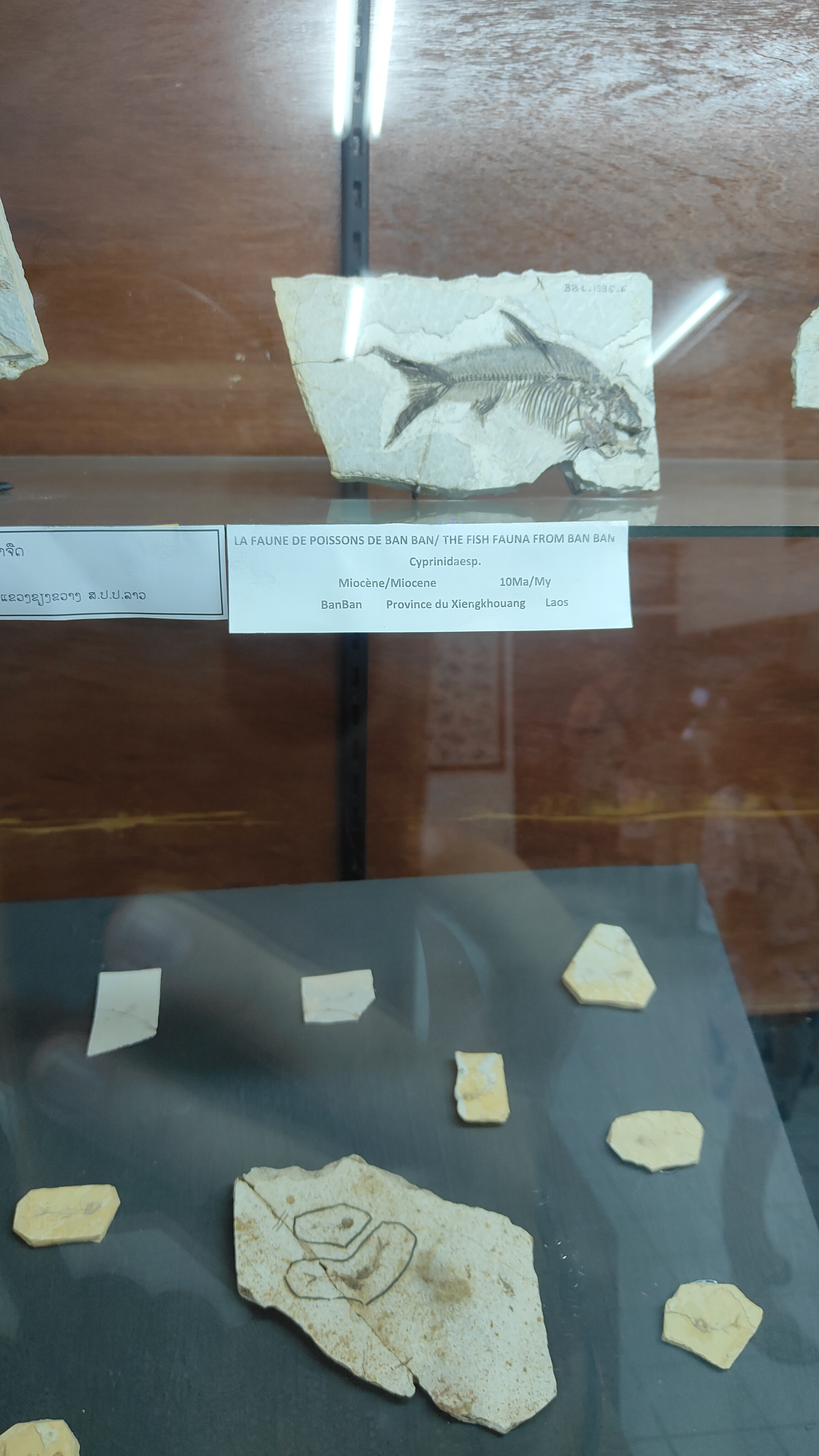 Savanaketh - musée dinosaure