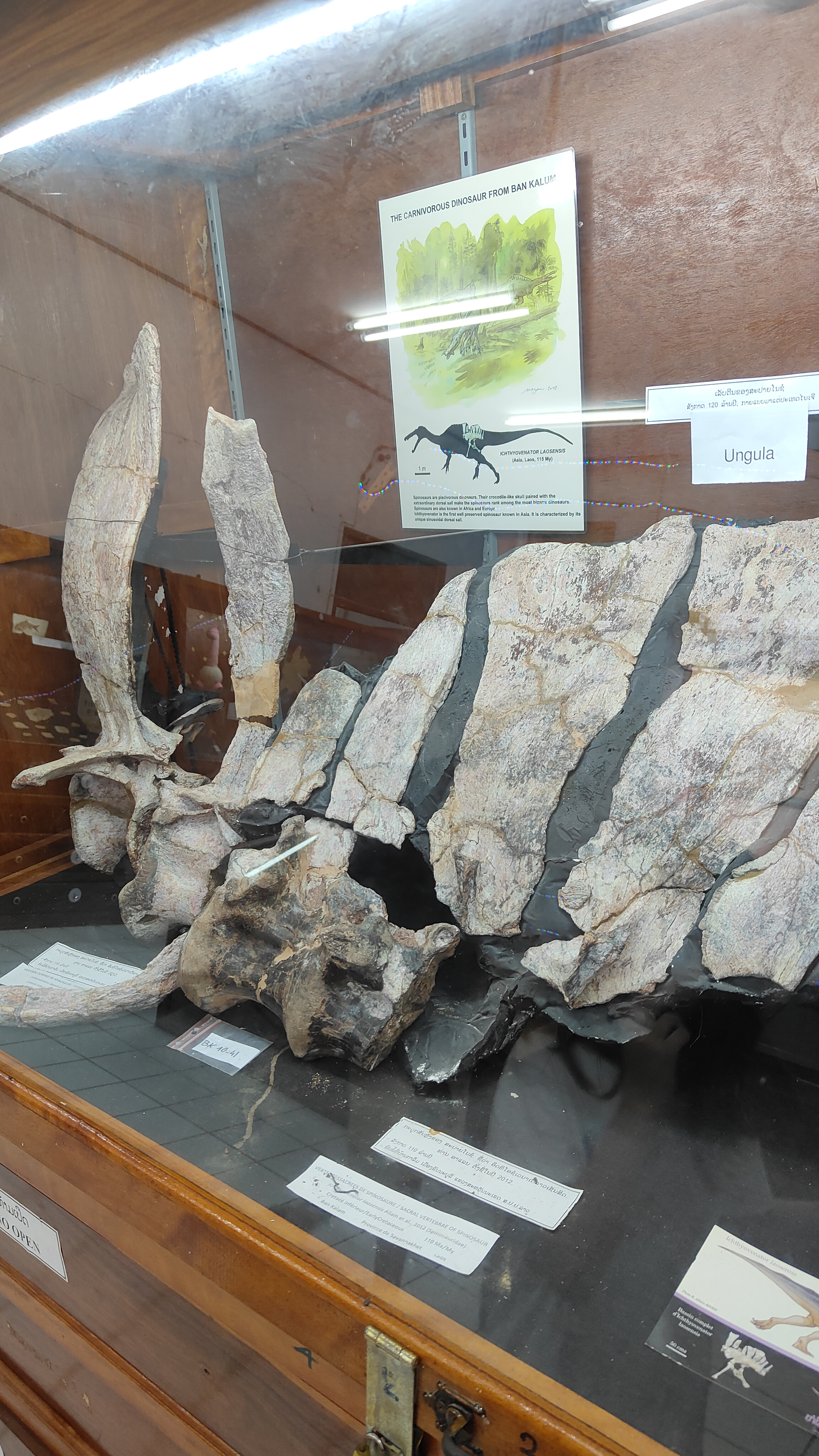 Savanaketh - musée dinosaure