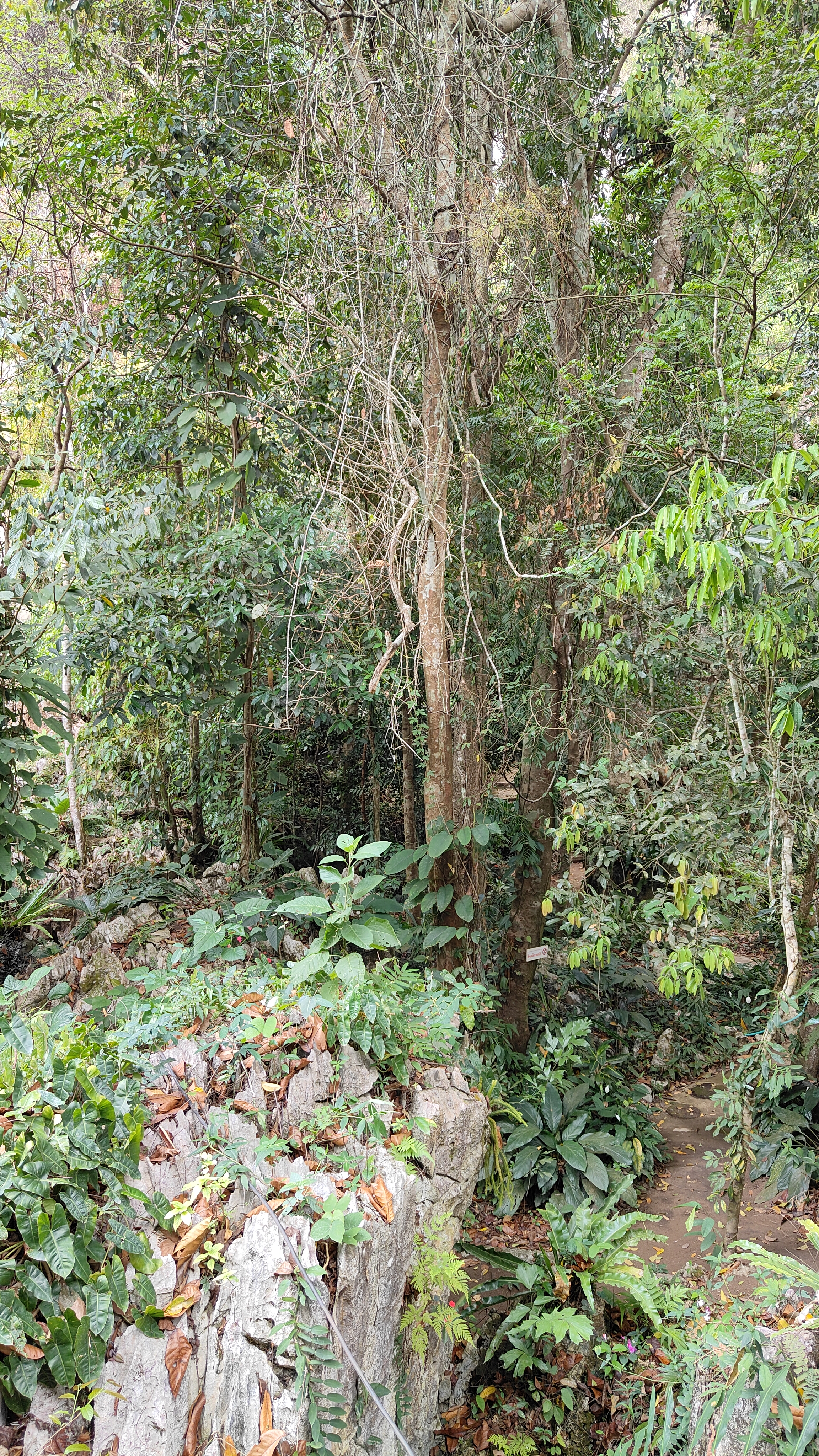 boucle de Thakekh - Dragon Cave