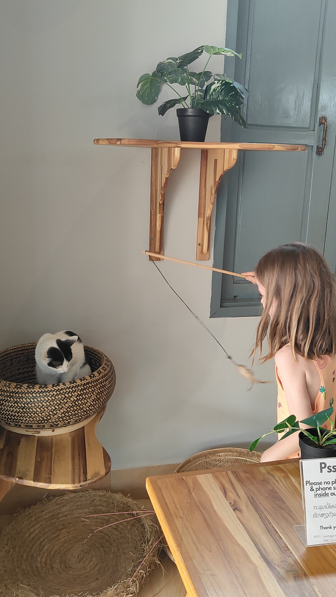Luang Prabang.- cat café