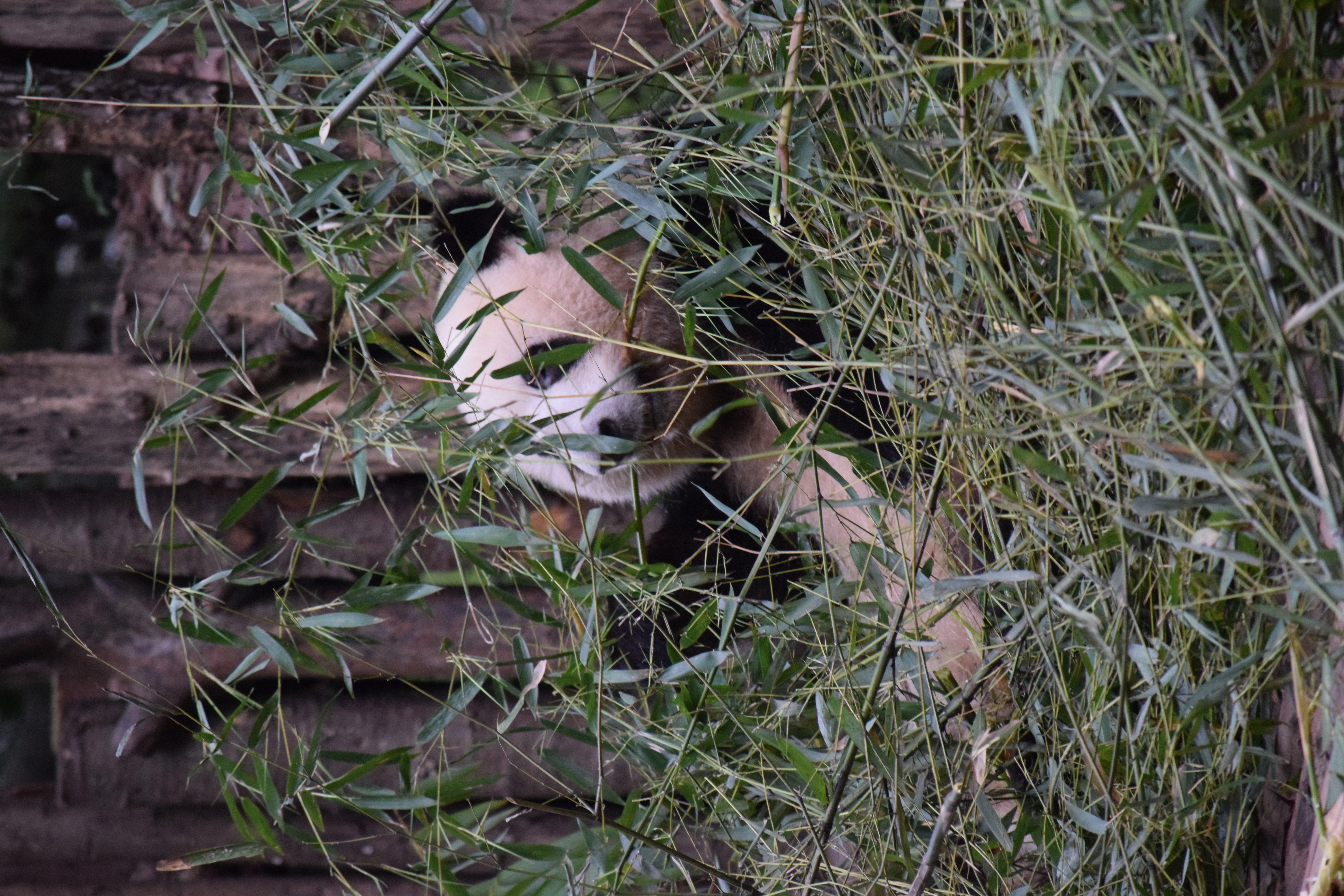 Panda Base - Sichuan