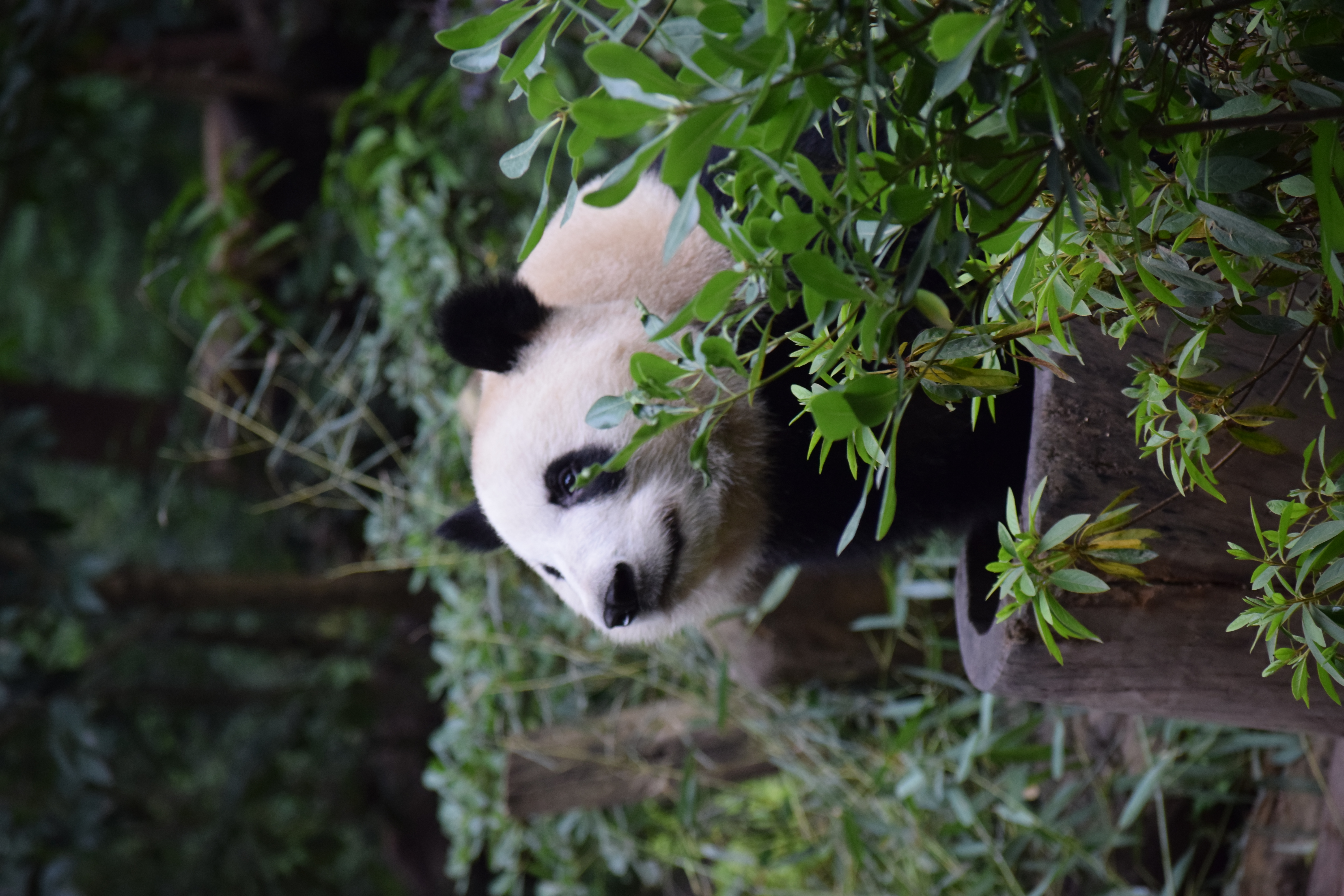 Panda Base - Sichuan