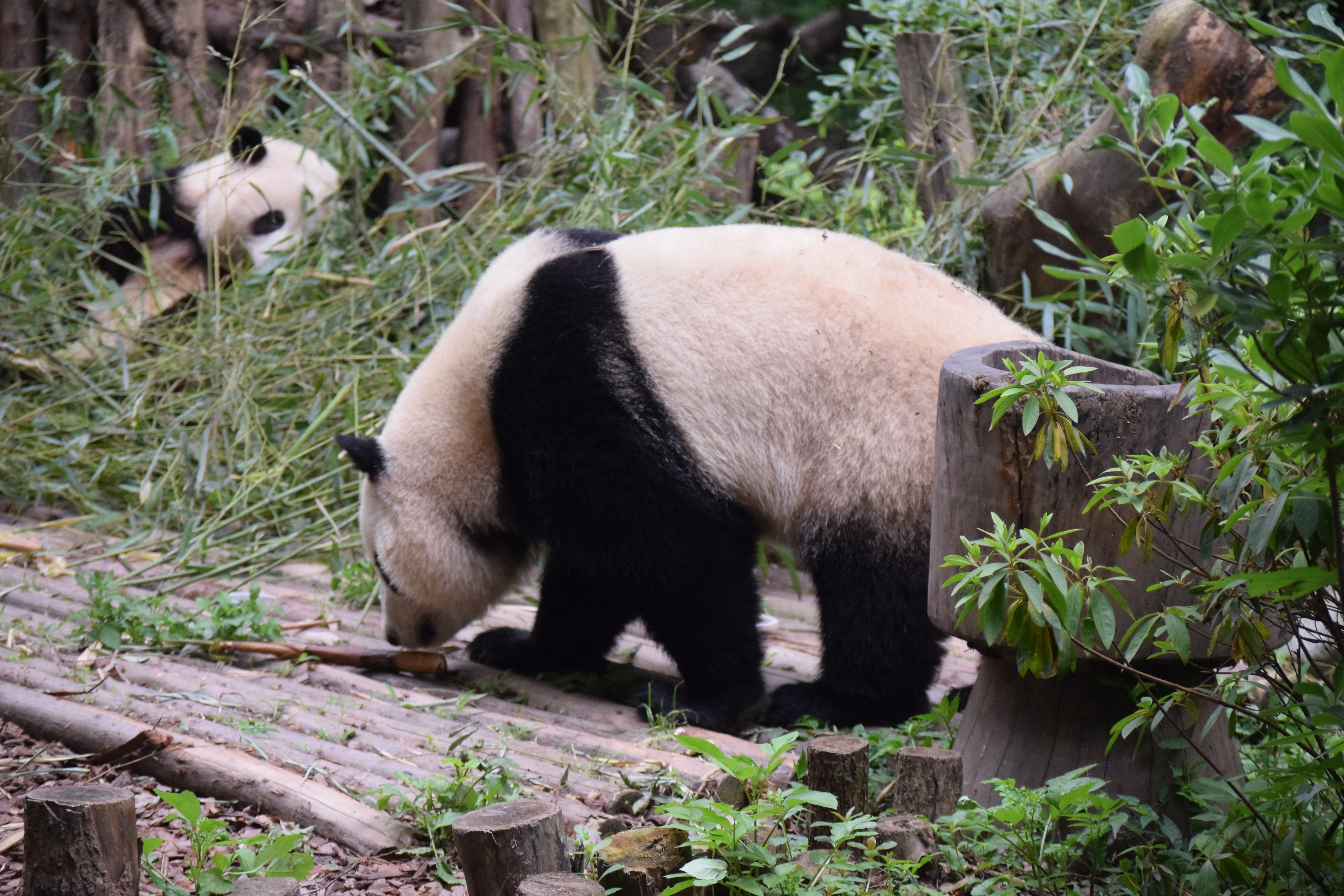 Panda Base - Sichuan