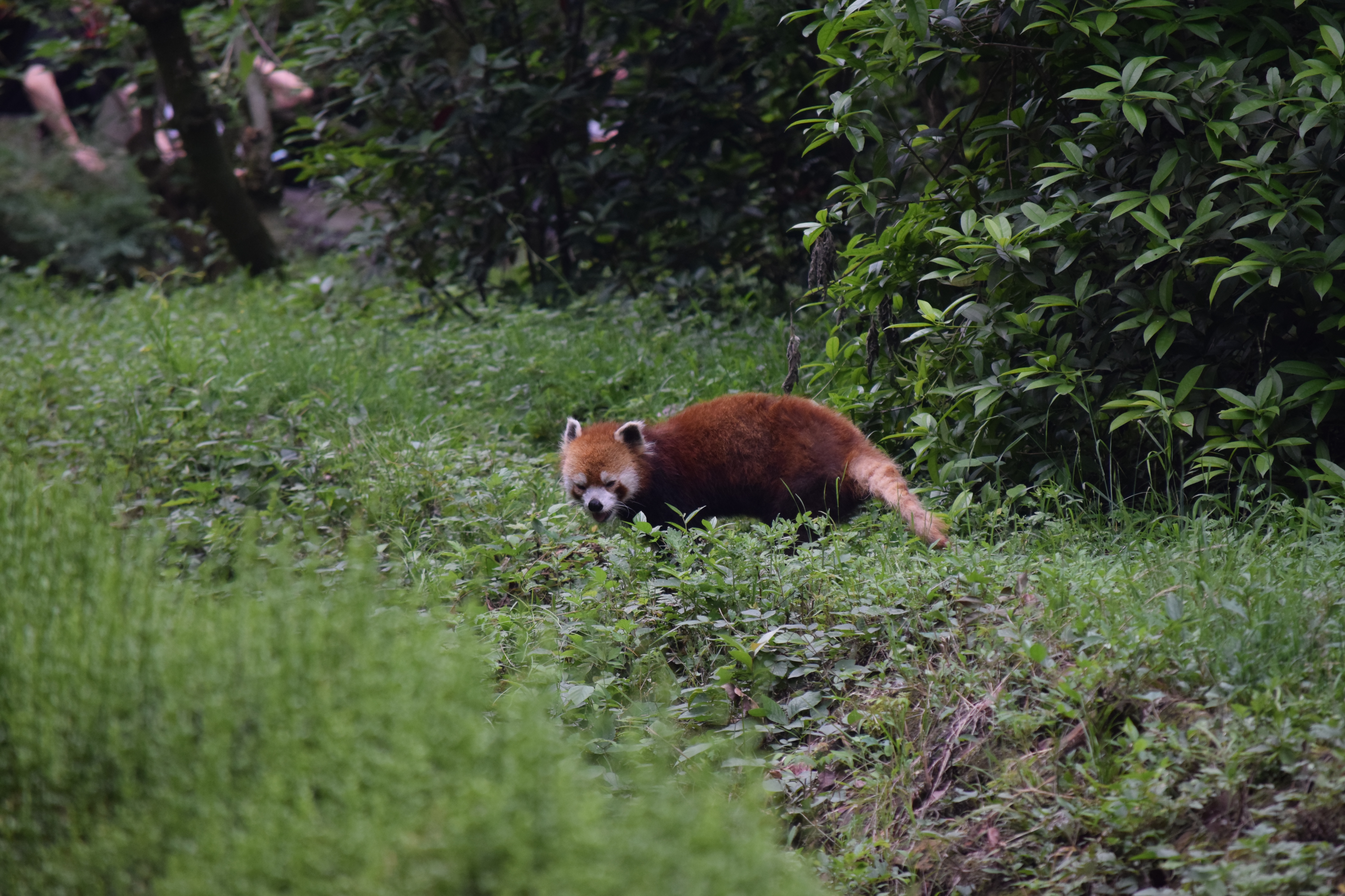 Panda Base - Sichuan