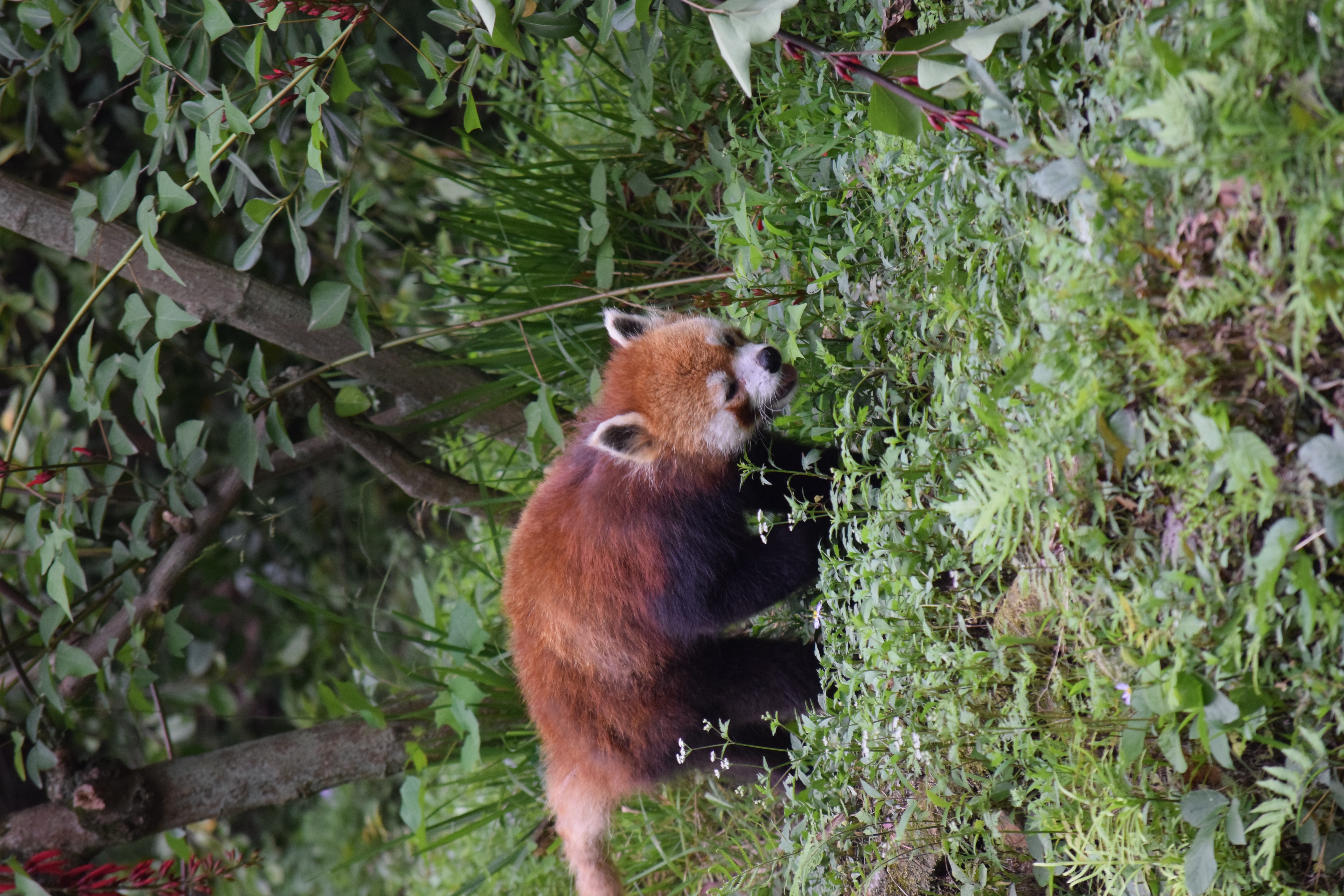 Panda Base - Sichuan