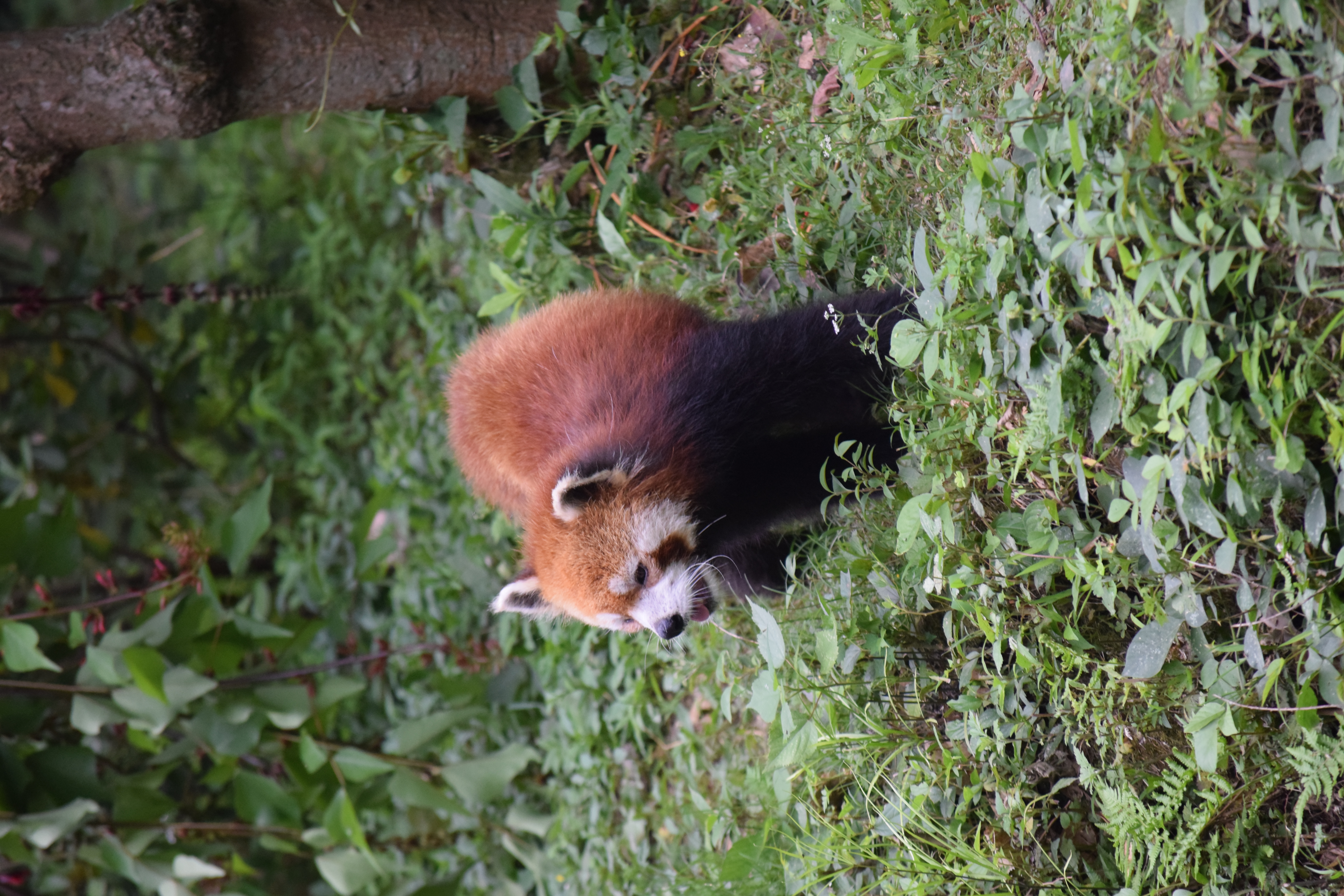Panda Base - Sichuan