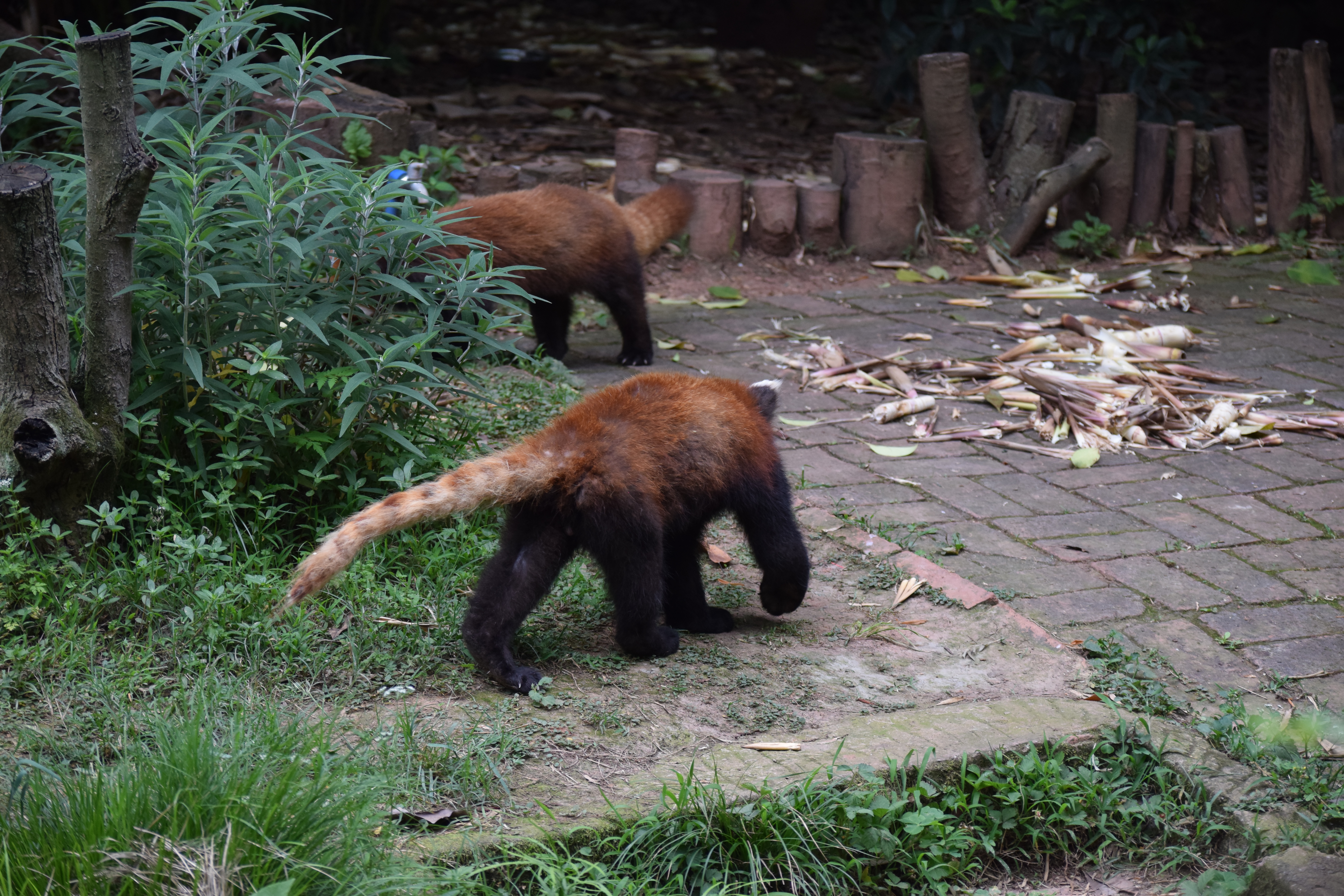 Panda Base - Sichuan