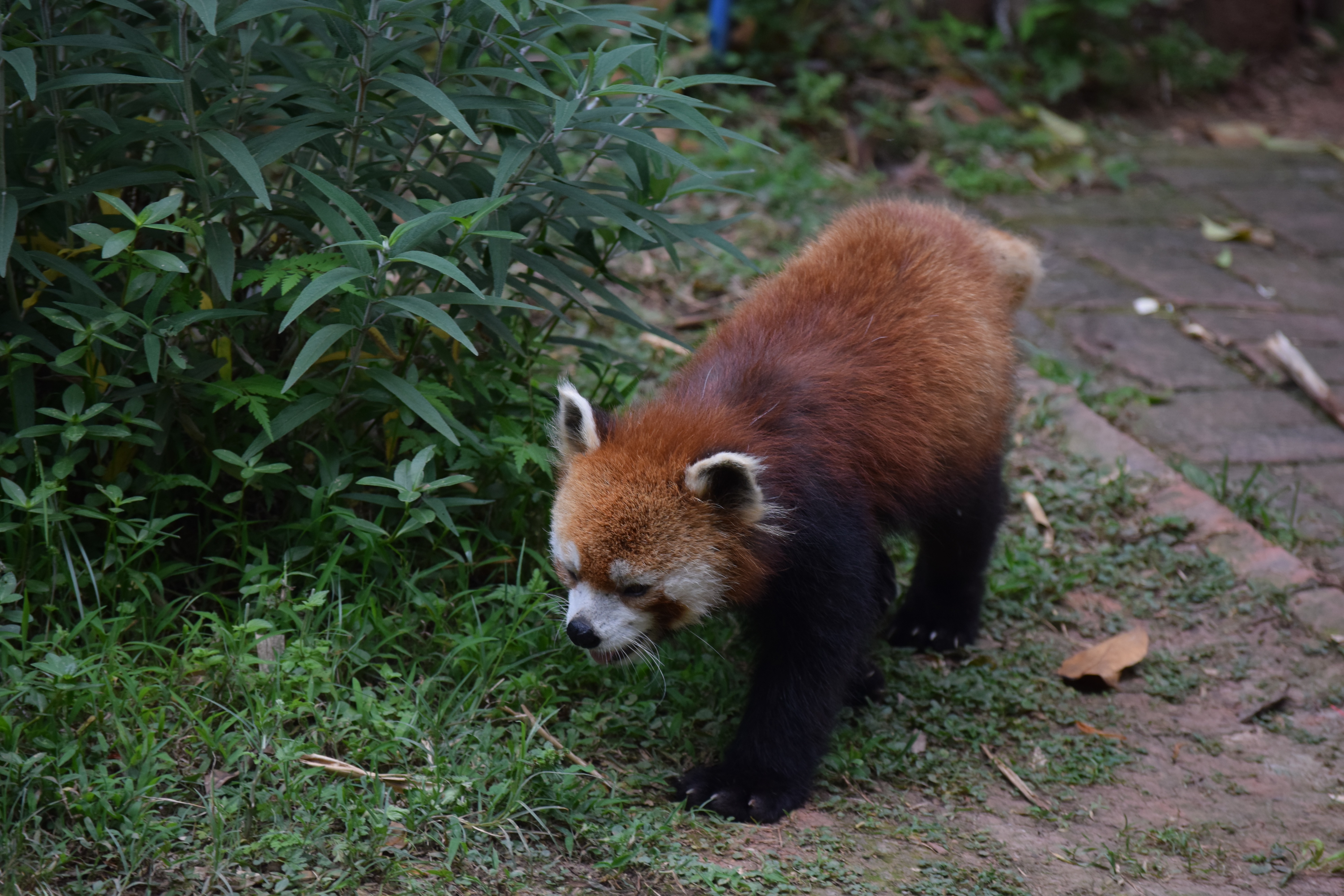 Panda Base - Sichuan