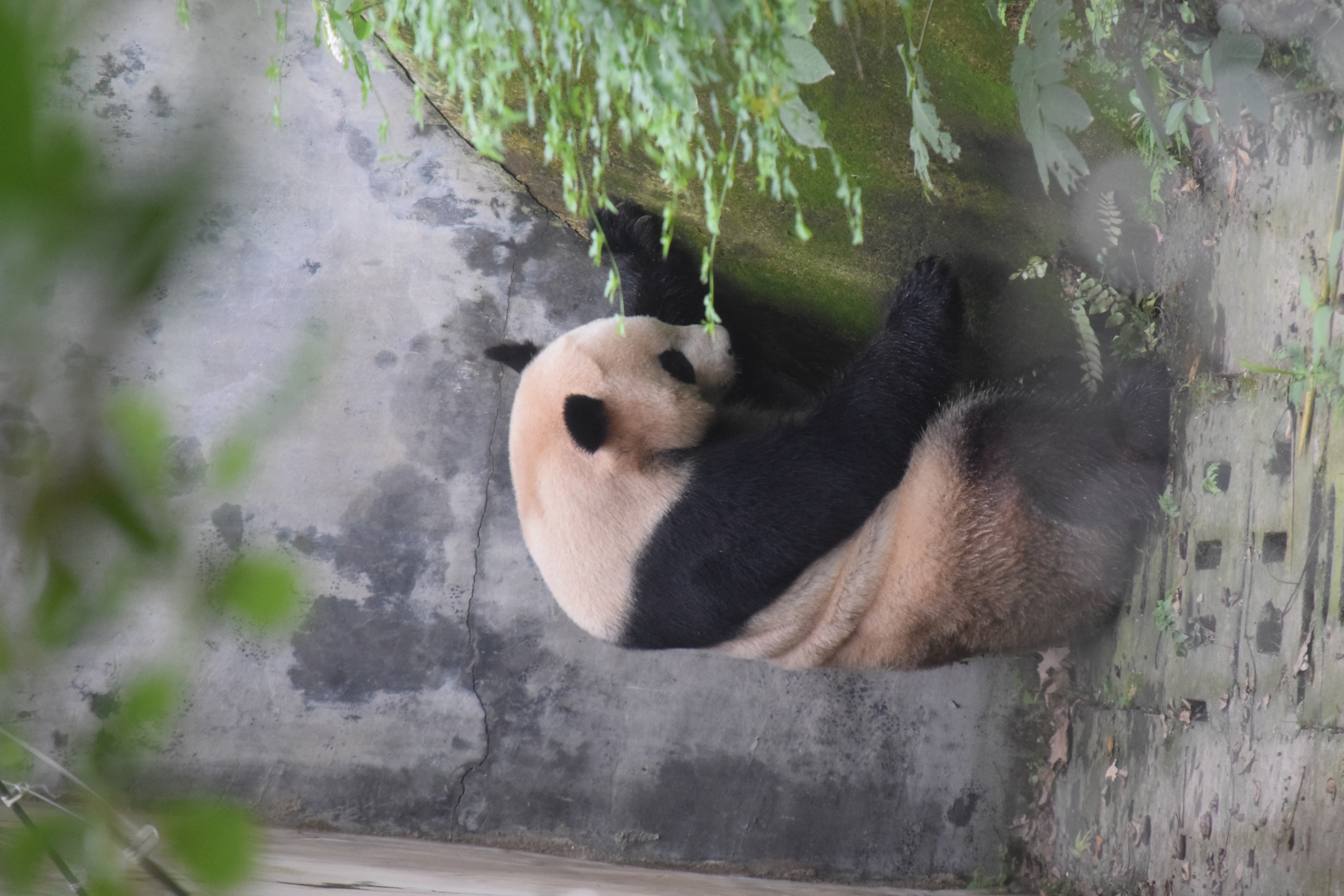 Panda Base - Sichuan