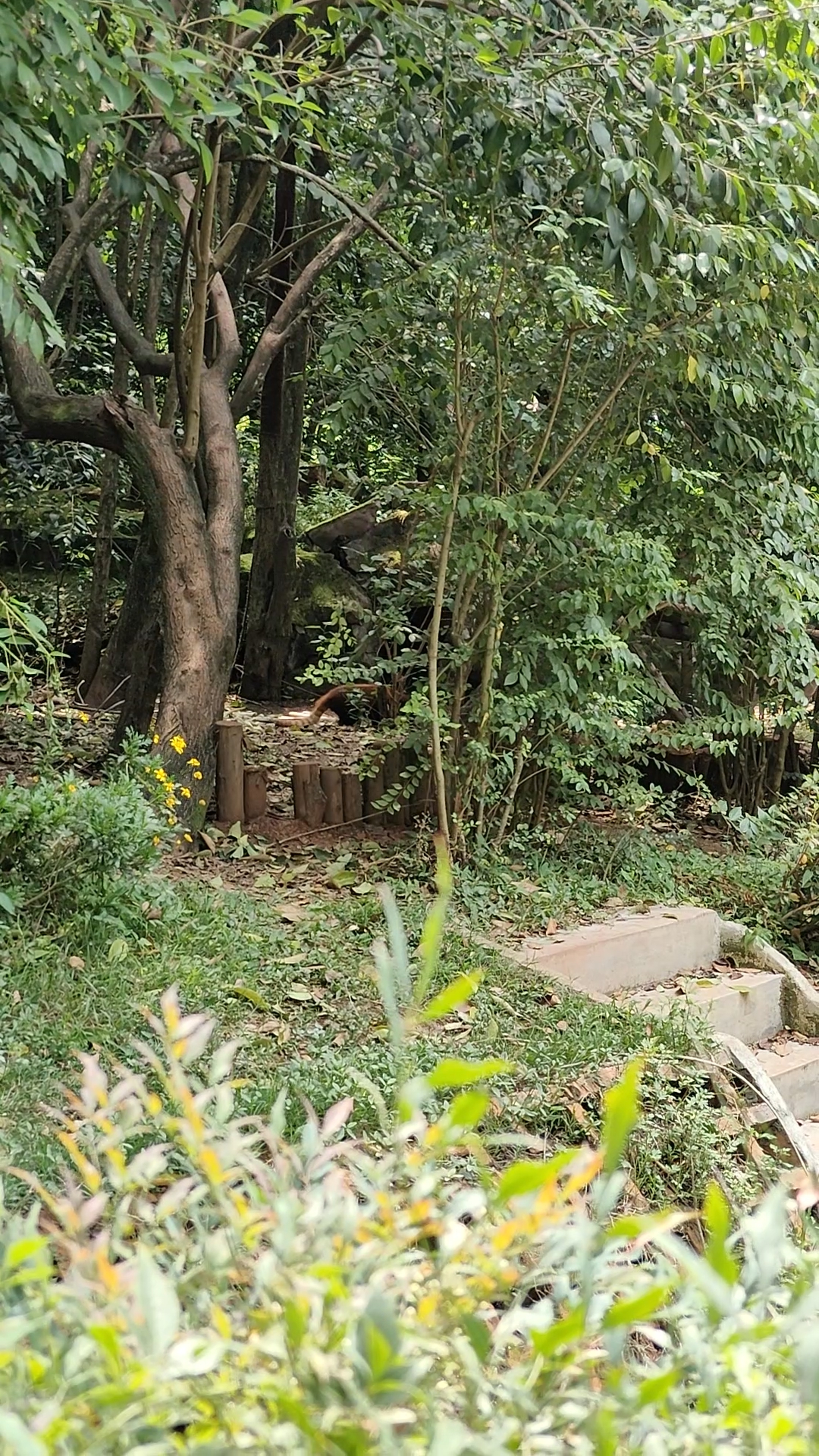 Panda Base - Sichuan