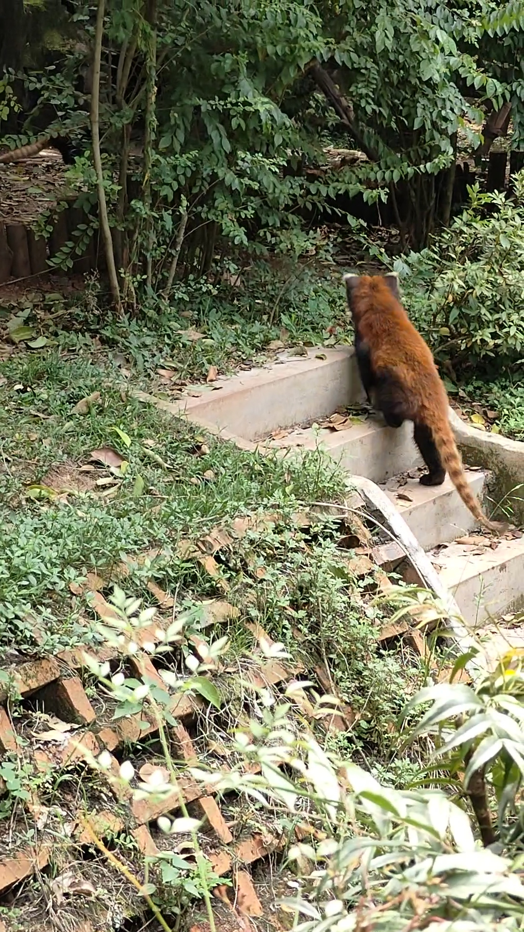 Panda Base - Sichuan