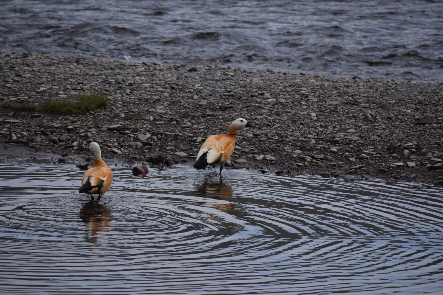 canards