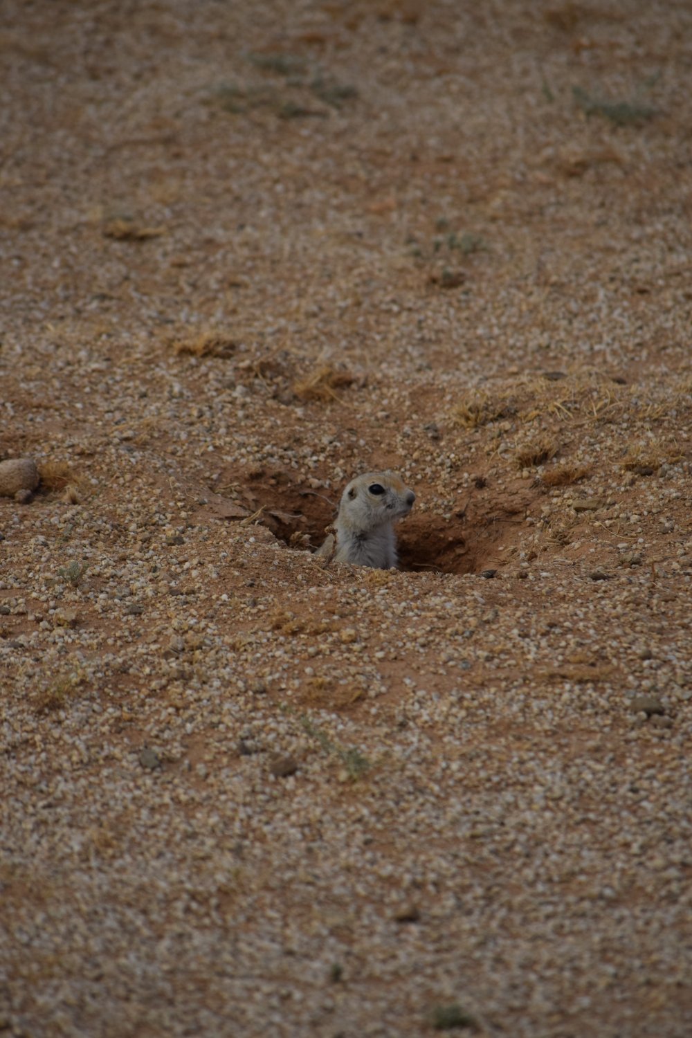 marmotte