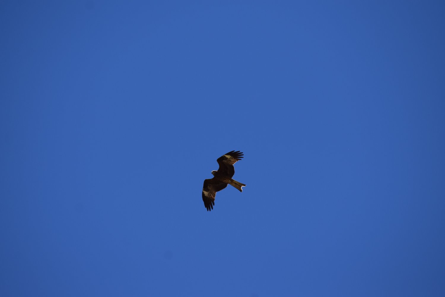 aigle