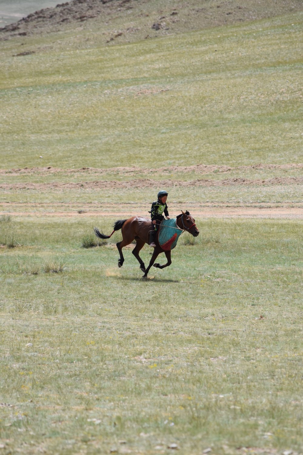 Naadam - Courses de chevaux