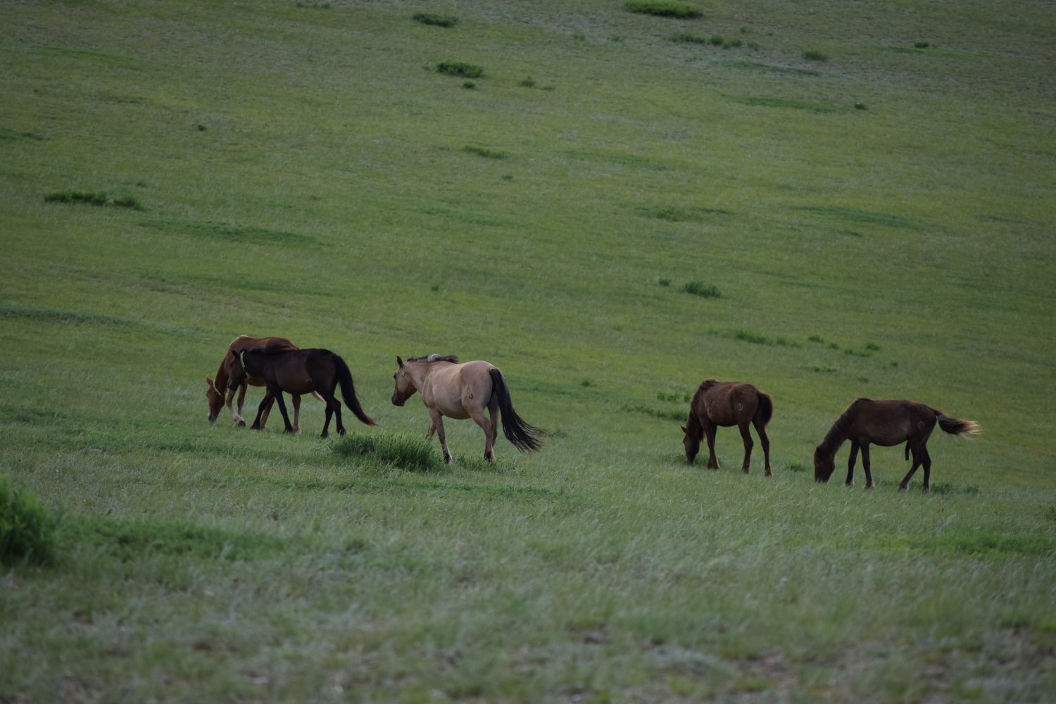 spot steppes