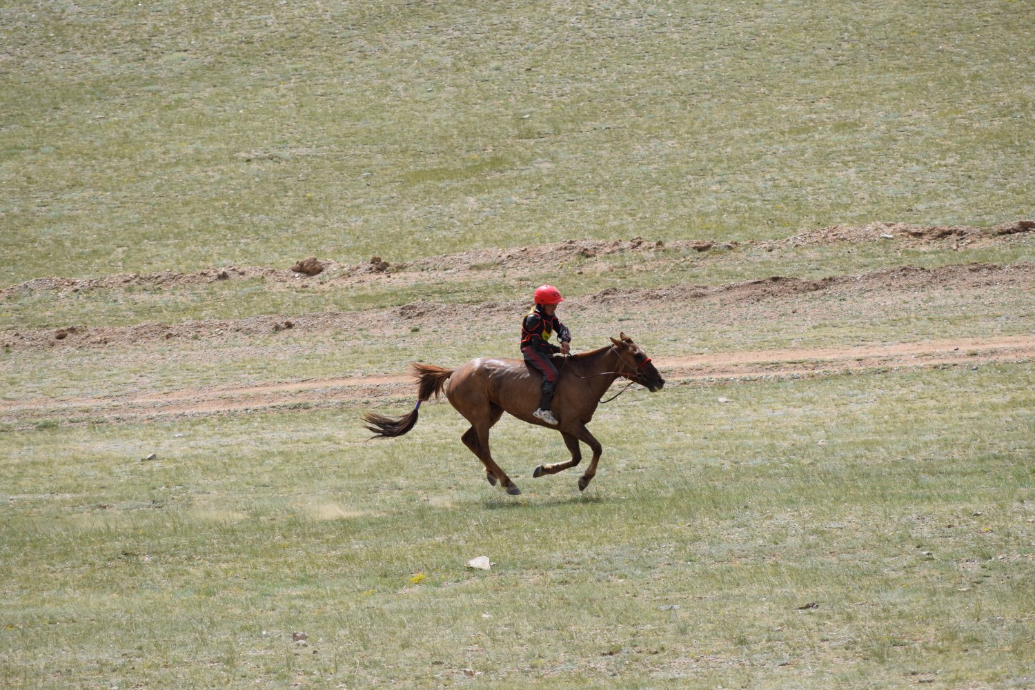 Naadam - Courses de chevaux